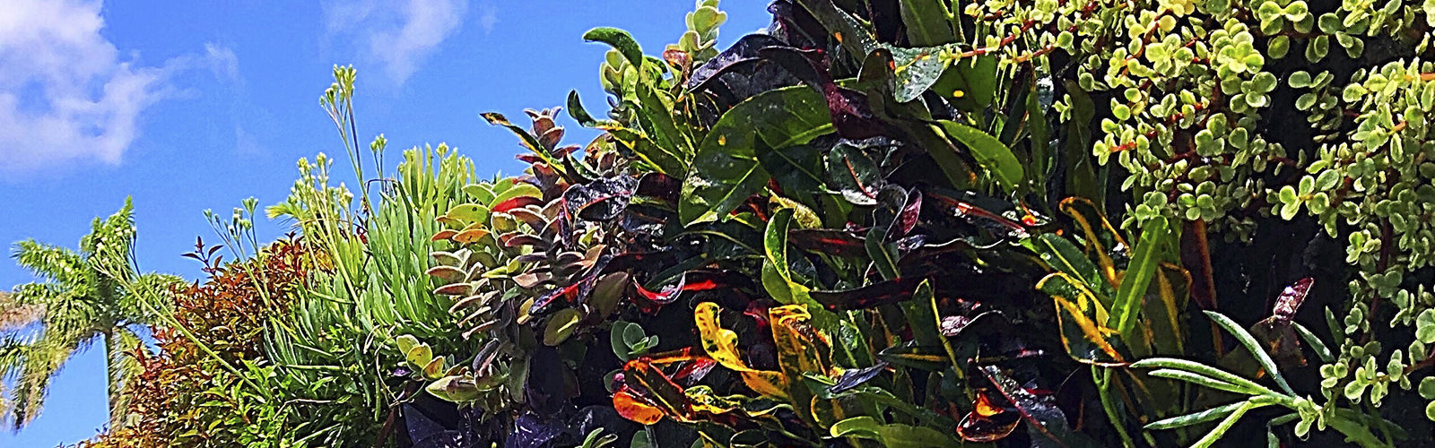 Living Wall Maintenance: Ensuring Long-Lasting Greenery