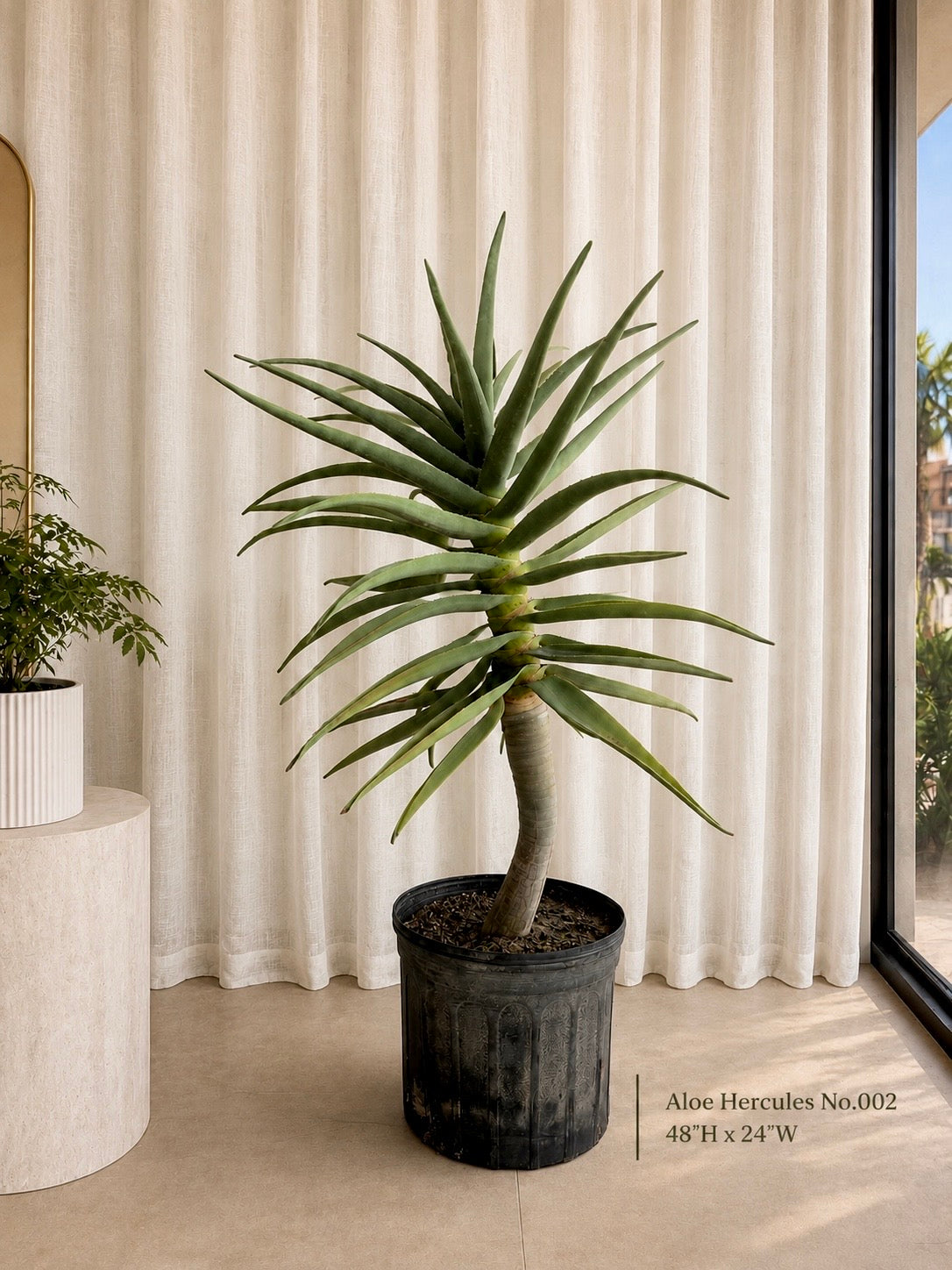 Aloe Hercules