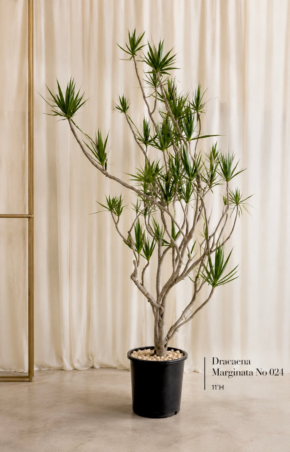 Dragon Tree (Dracaena Marginata)