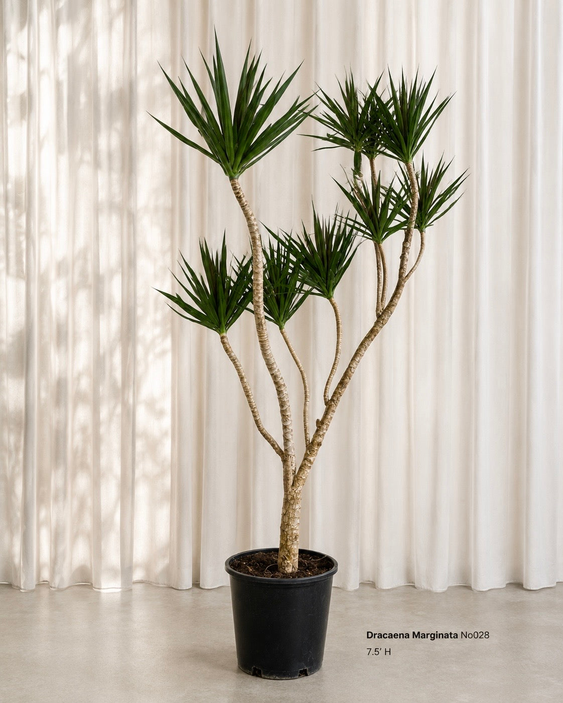 Dragon Tree (Dracaena Marginata)