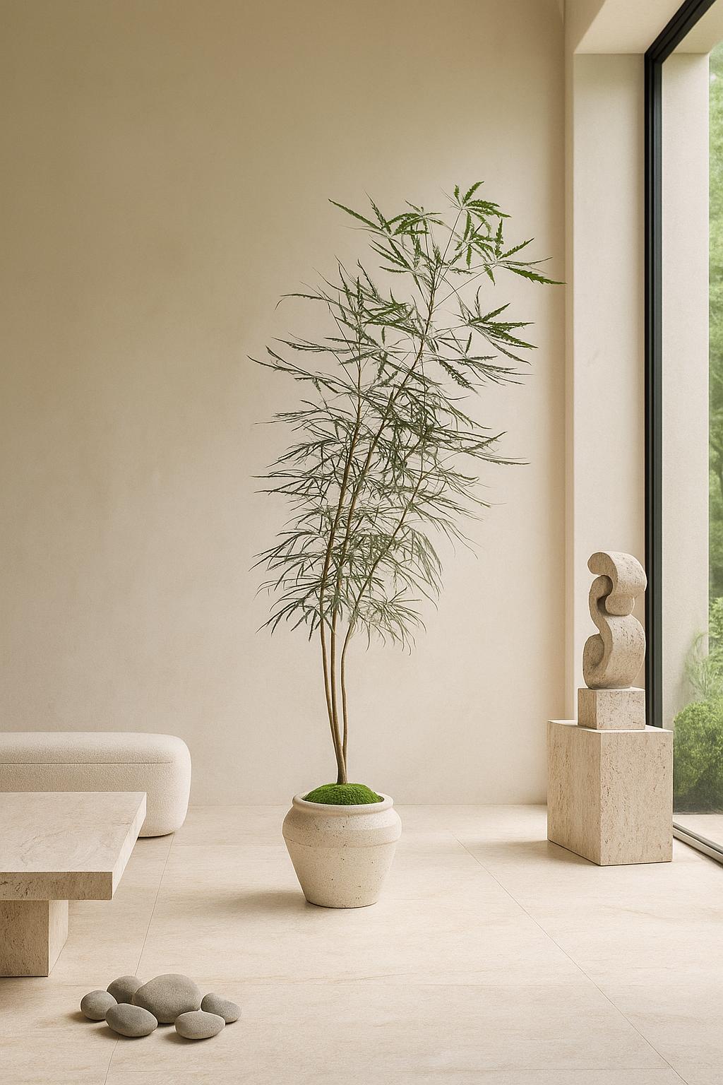 is aralia an indoor plant False Aralia (Plerandra elegantissima)