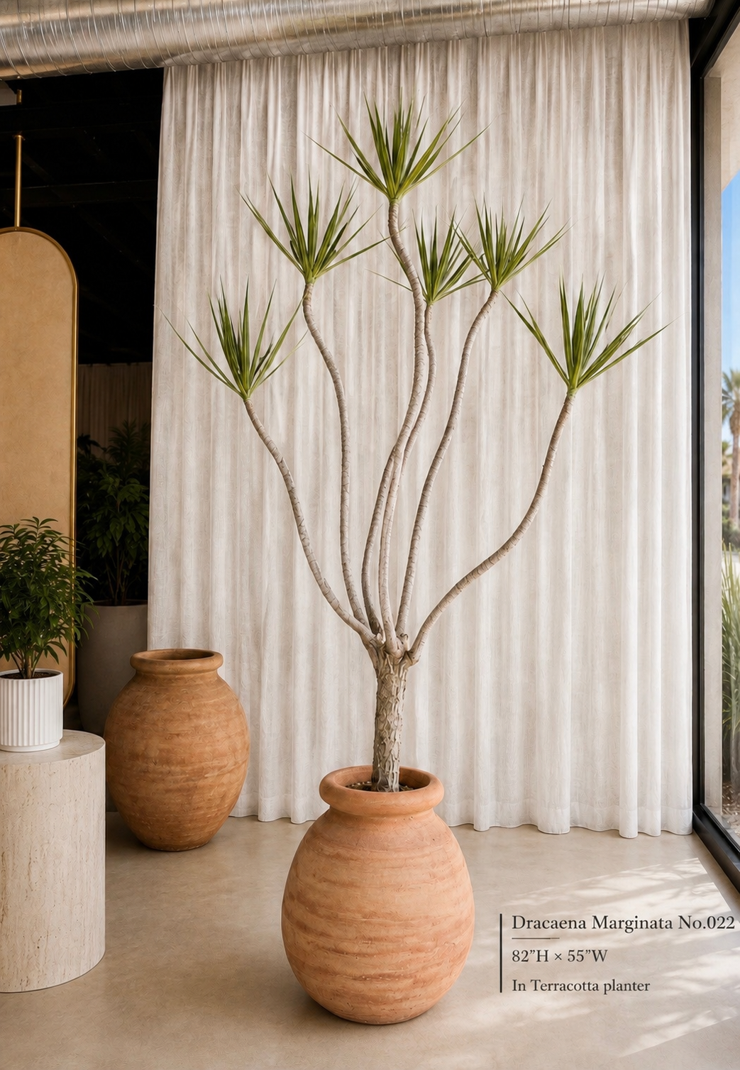Dragon Tree (Dracaena Marginata)