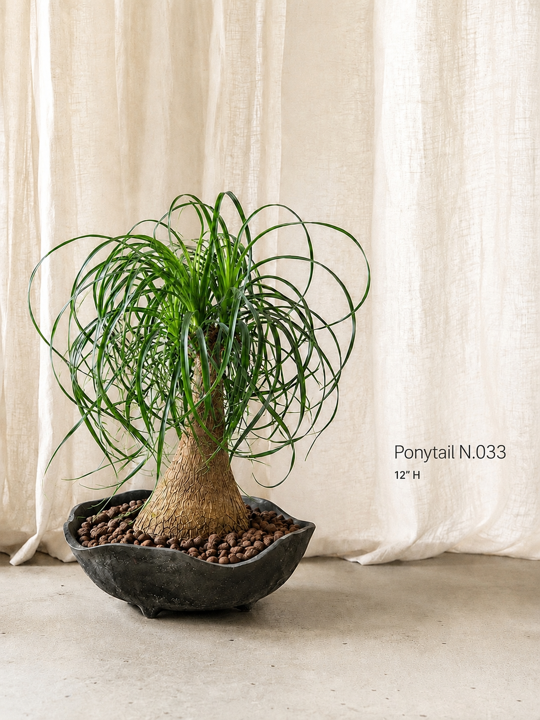 Ponytail palm (Beaucarnea recurvata)