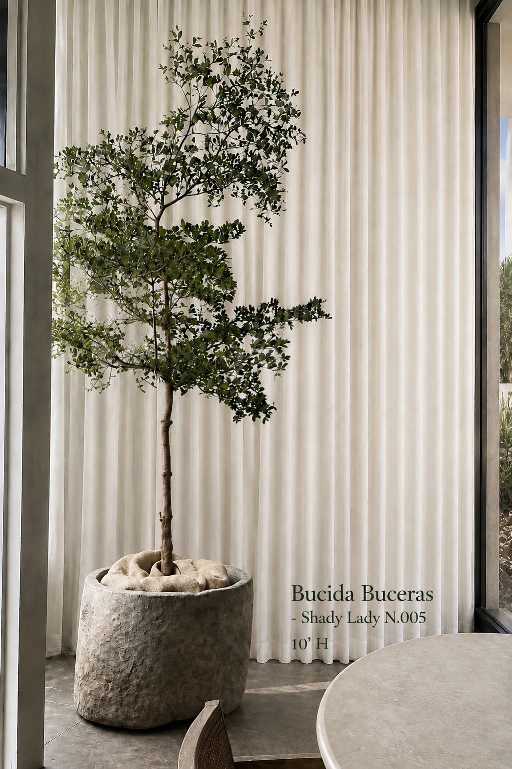 Shady Lady (Bucida Buceras)