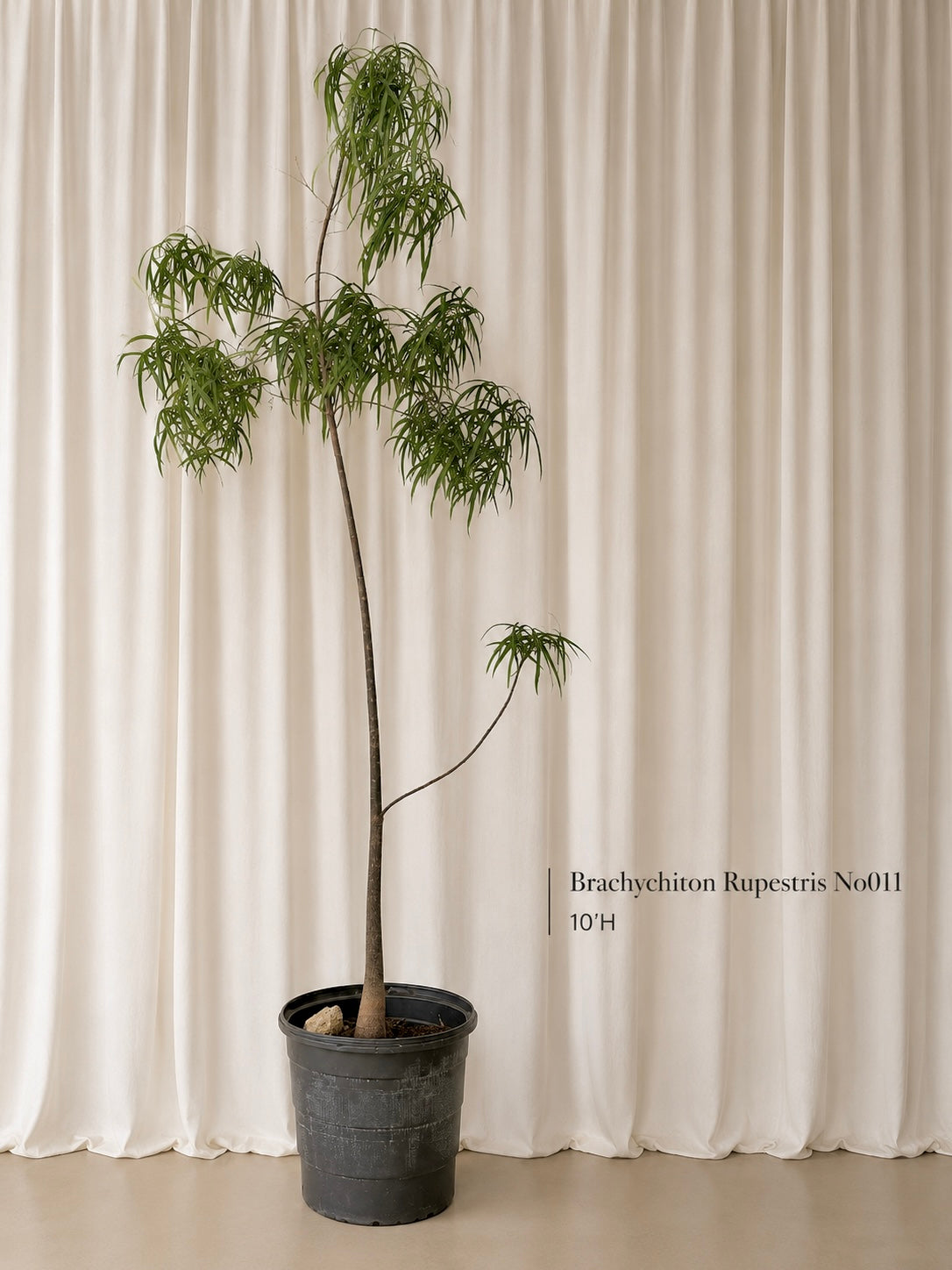 Brachychiton Rupestris