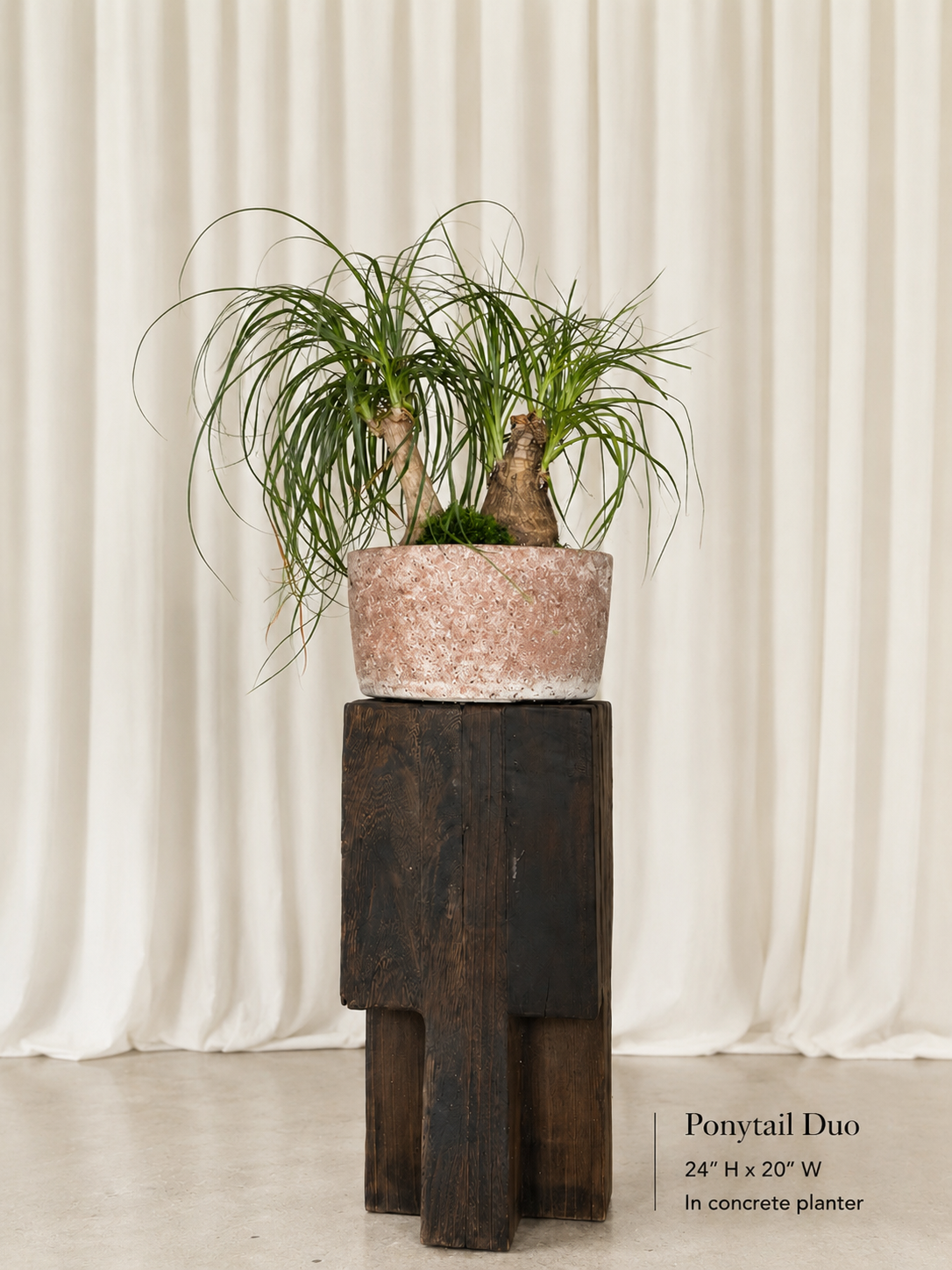 Plant Compositions