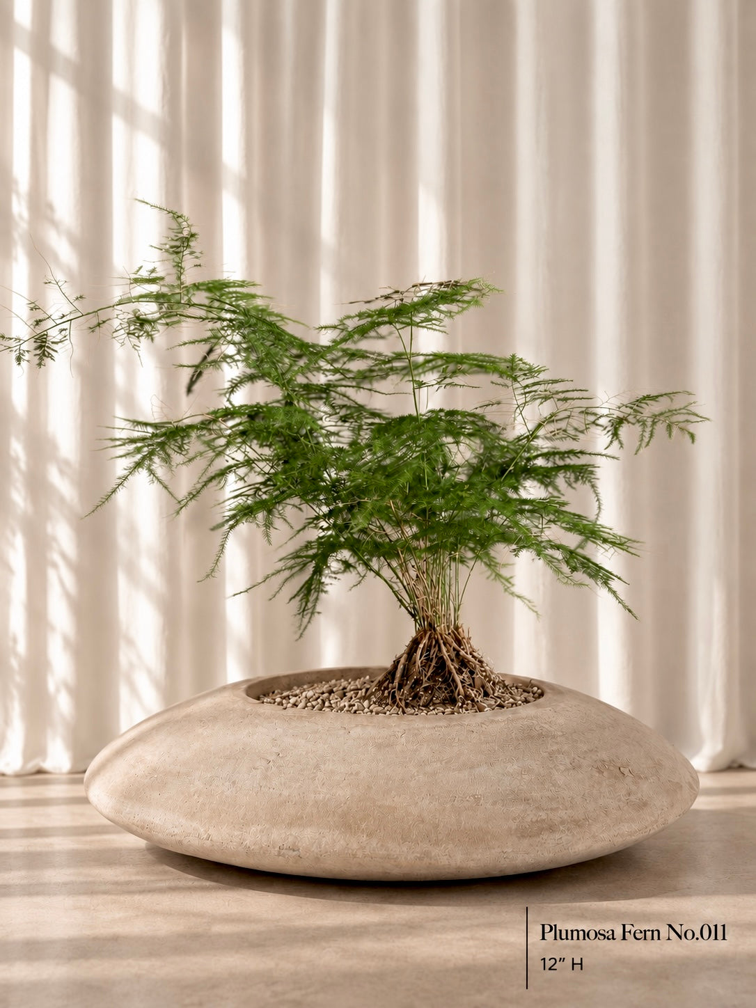 Plumosa Fern (Asparagus Setaceus)