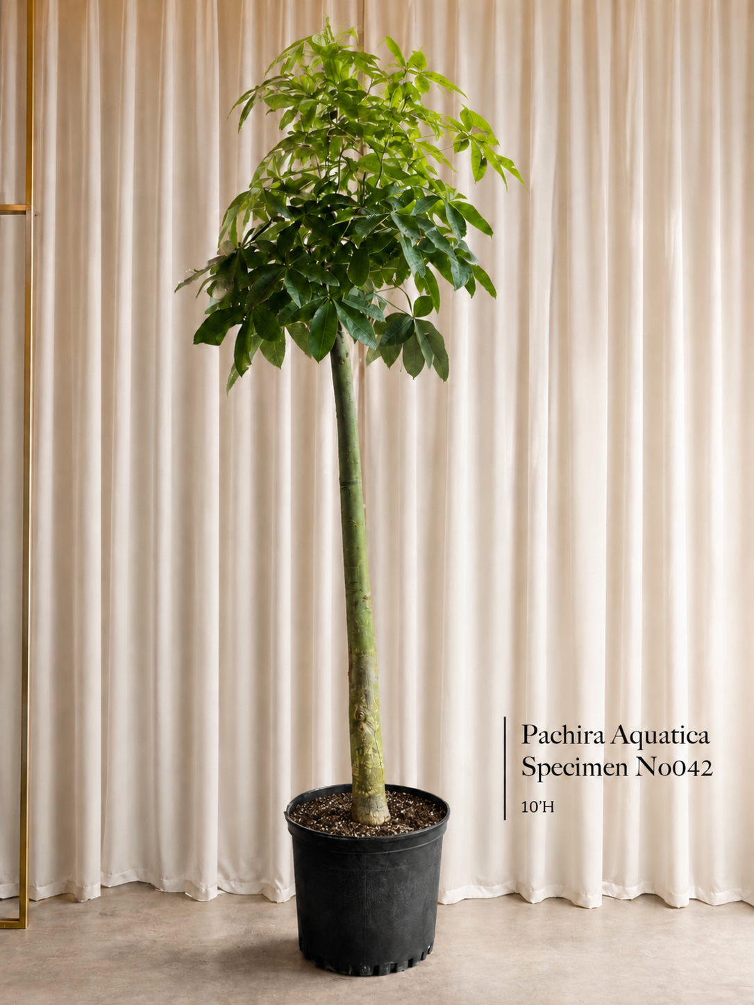 Money Tree Specimens (Pachira Aquatica)