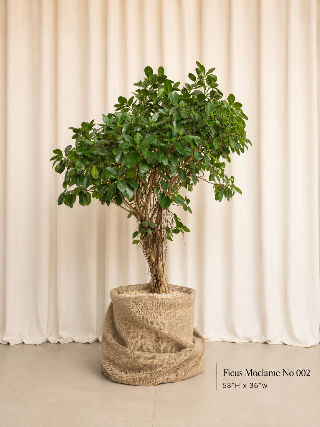 Ficus Moclame