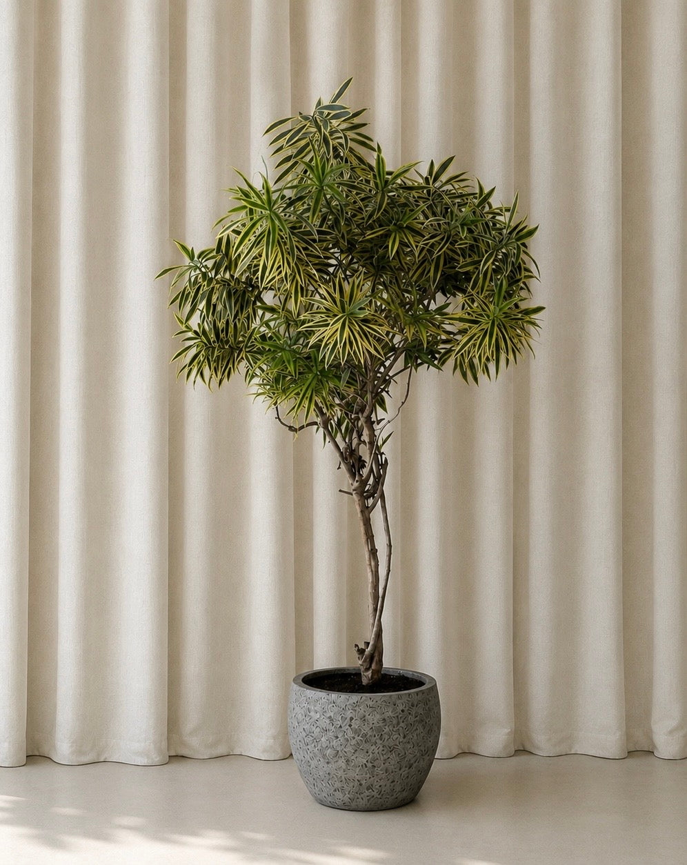 Dracaena Song of India