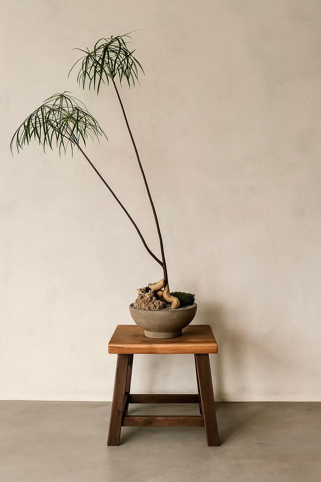 Queensland Bottle Tree (Brachychiton Rupestris)