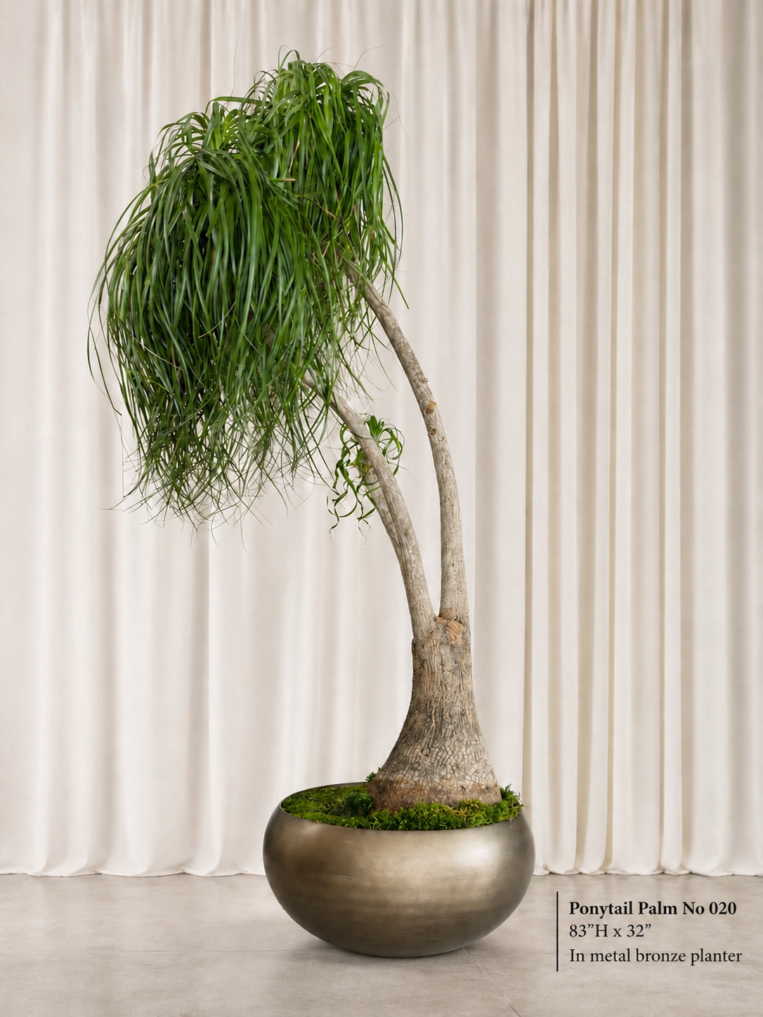 Ponytail palm (Beaucarnea recurvata)