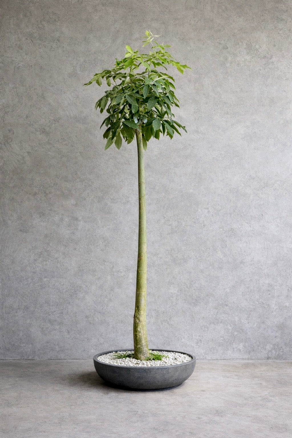 wild money tree Money Tree (Pachira Aquatica)