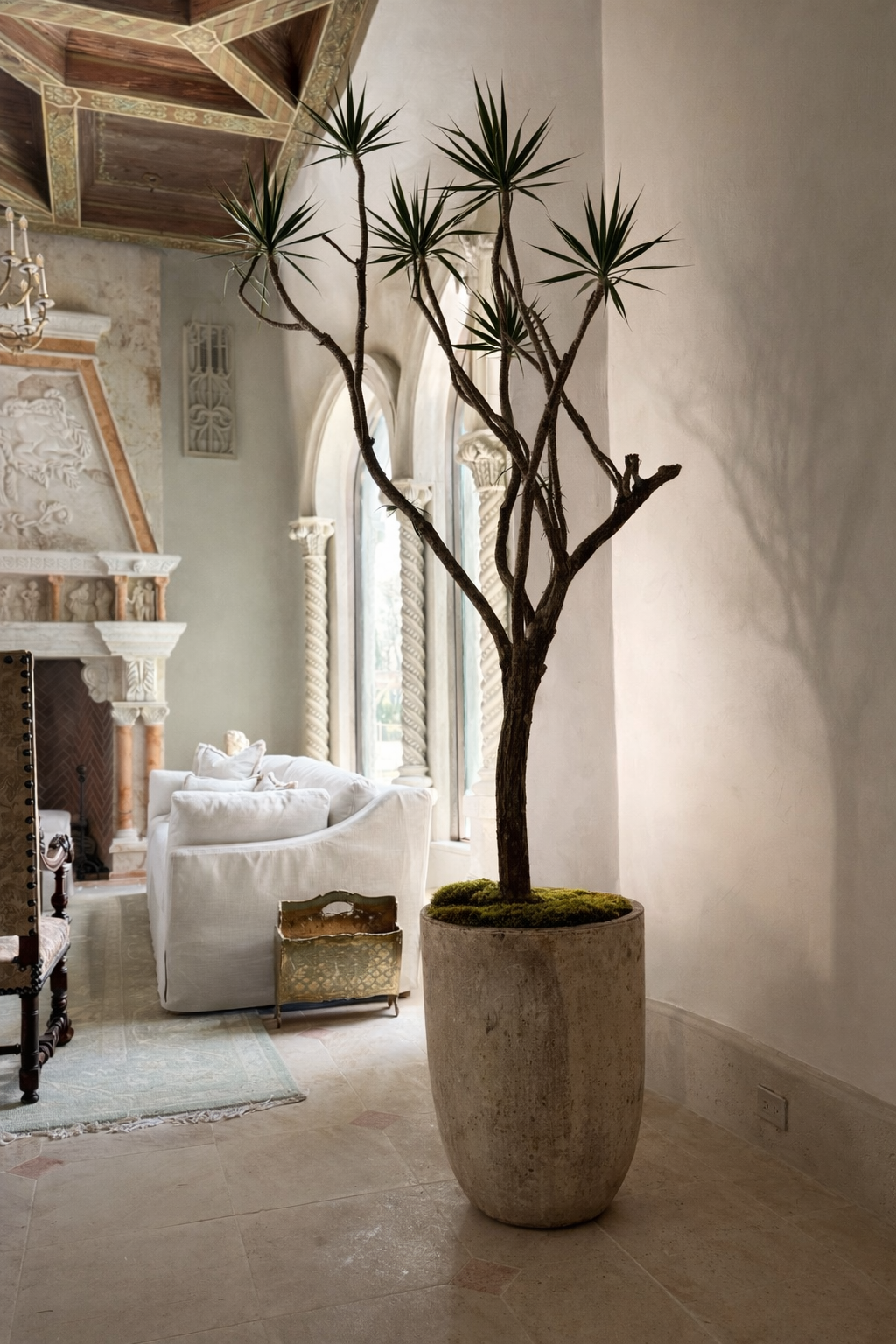 Dragon Tree (Dracaena Marginata)