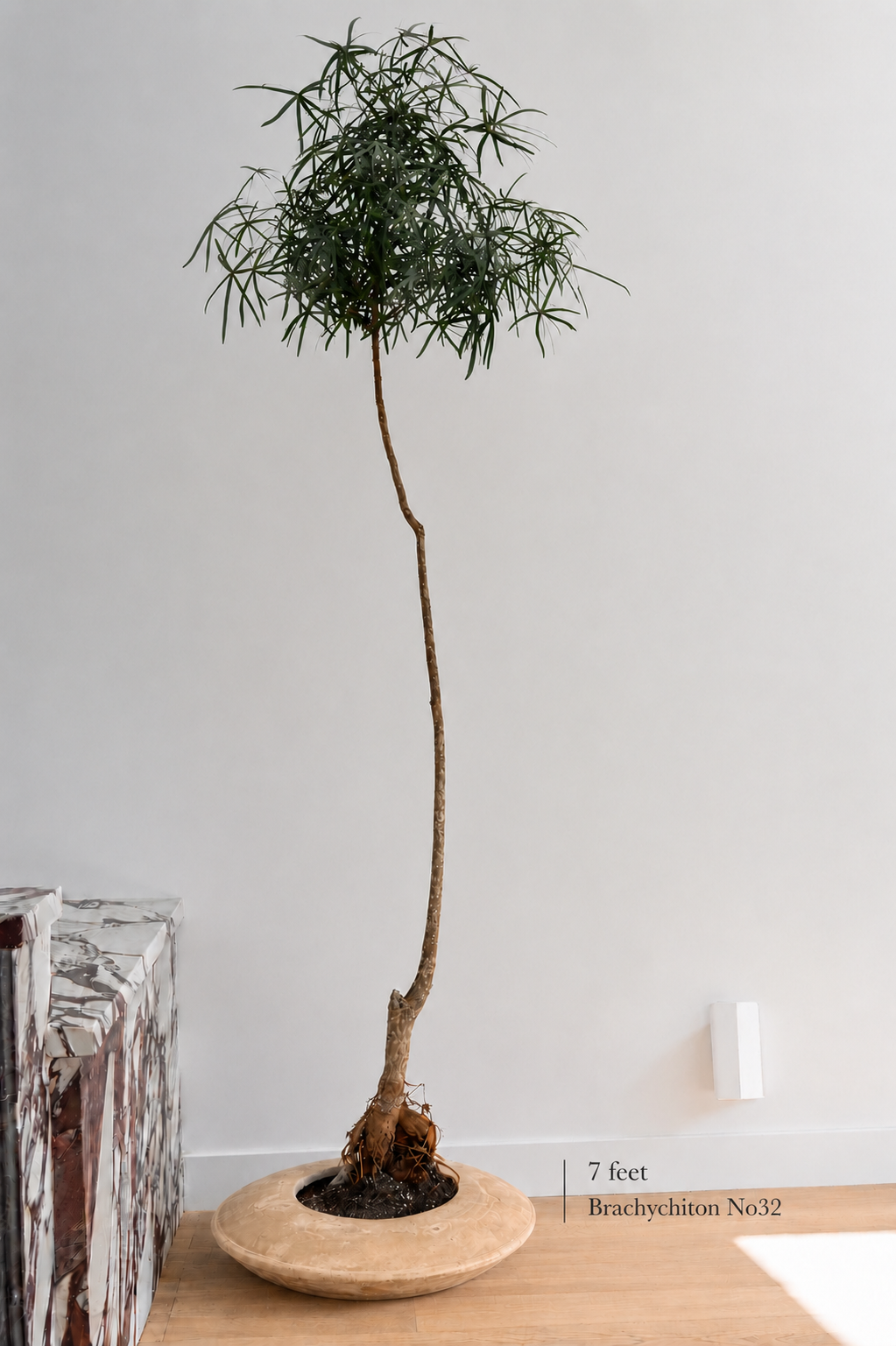 Brachychiton Rupestris