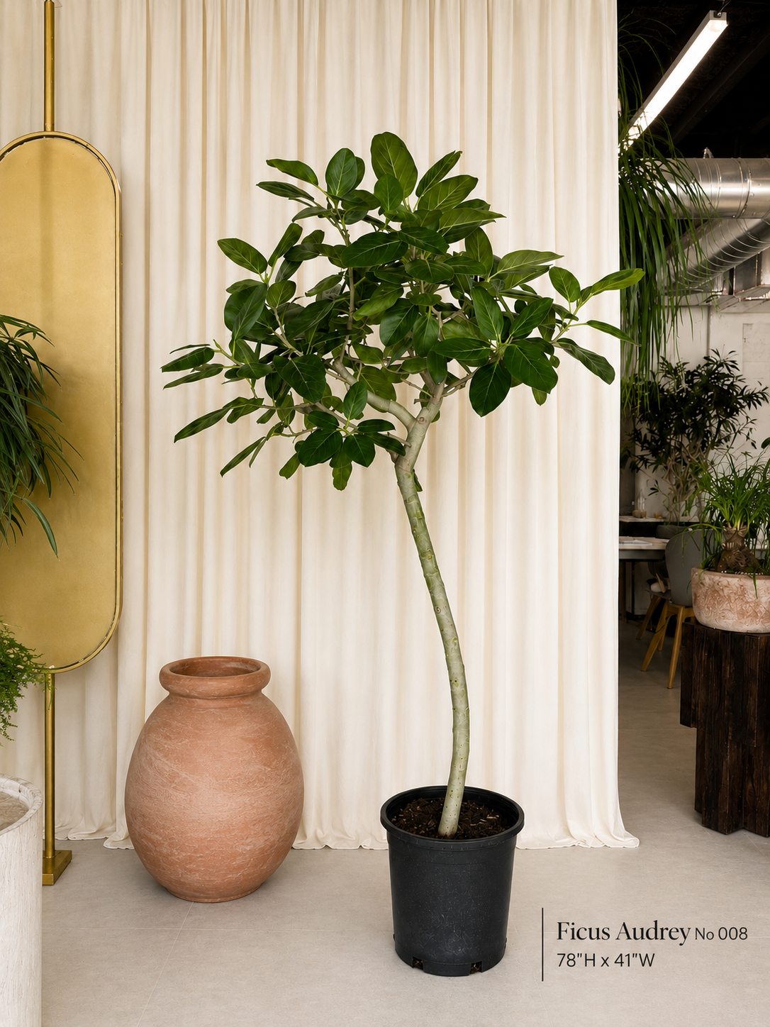 Ficus Audrey (Ficus benghalensis)