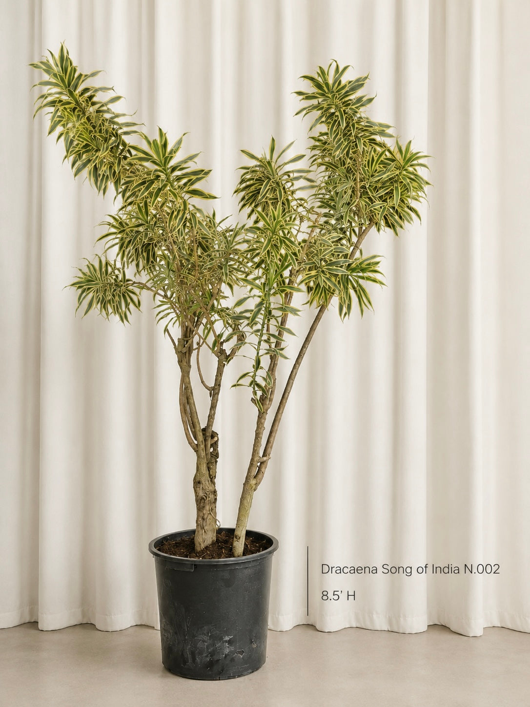 Dracaena Song of India