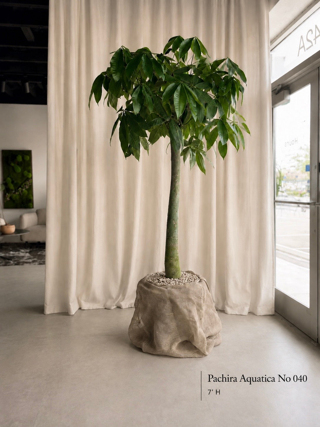 Money Tree Specimens (Pachira Aquatica)