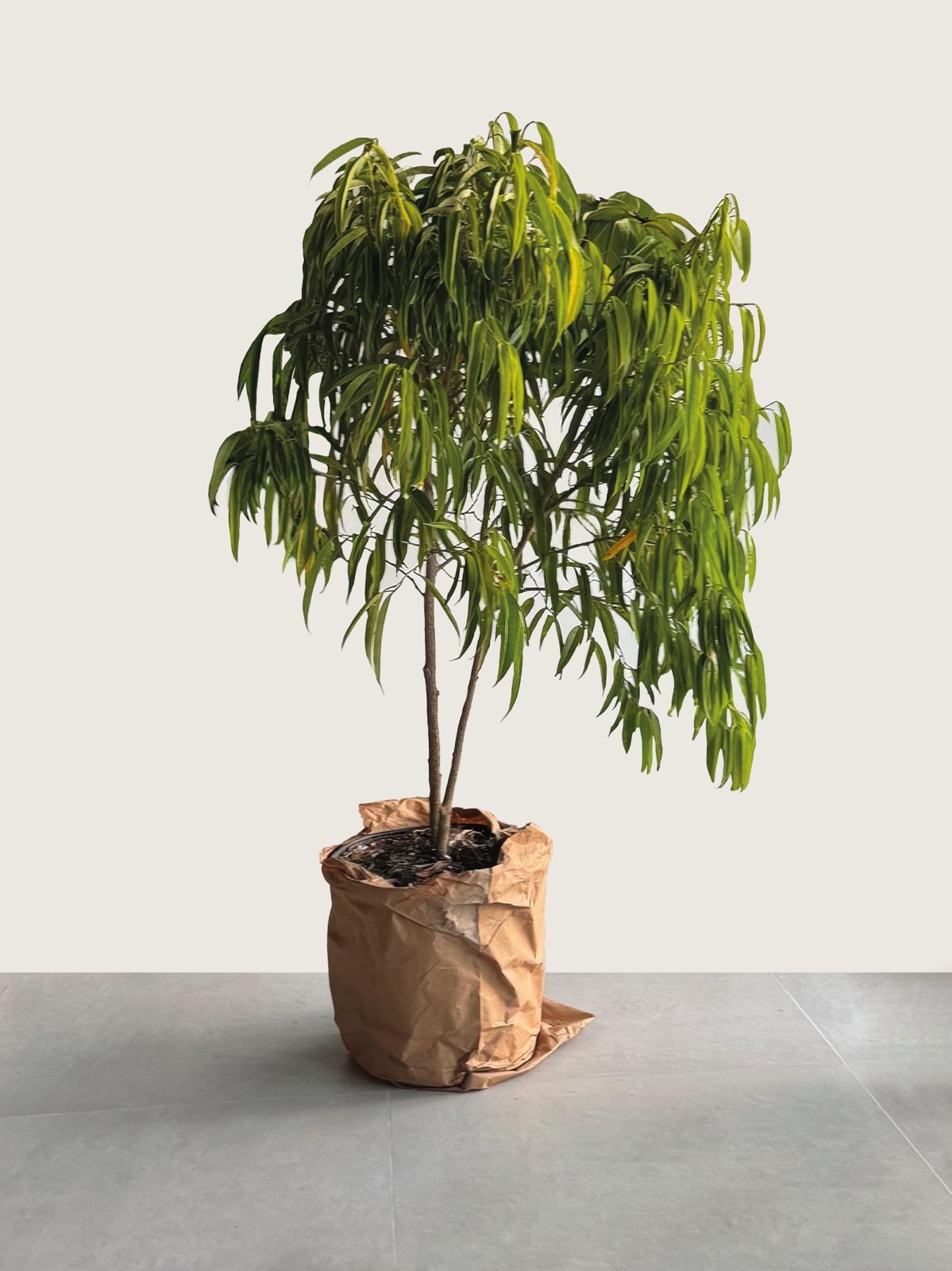 Ficus Alii (Ficus Maclellandii)