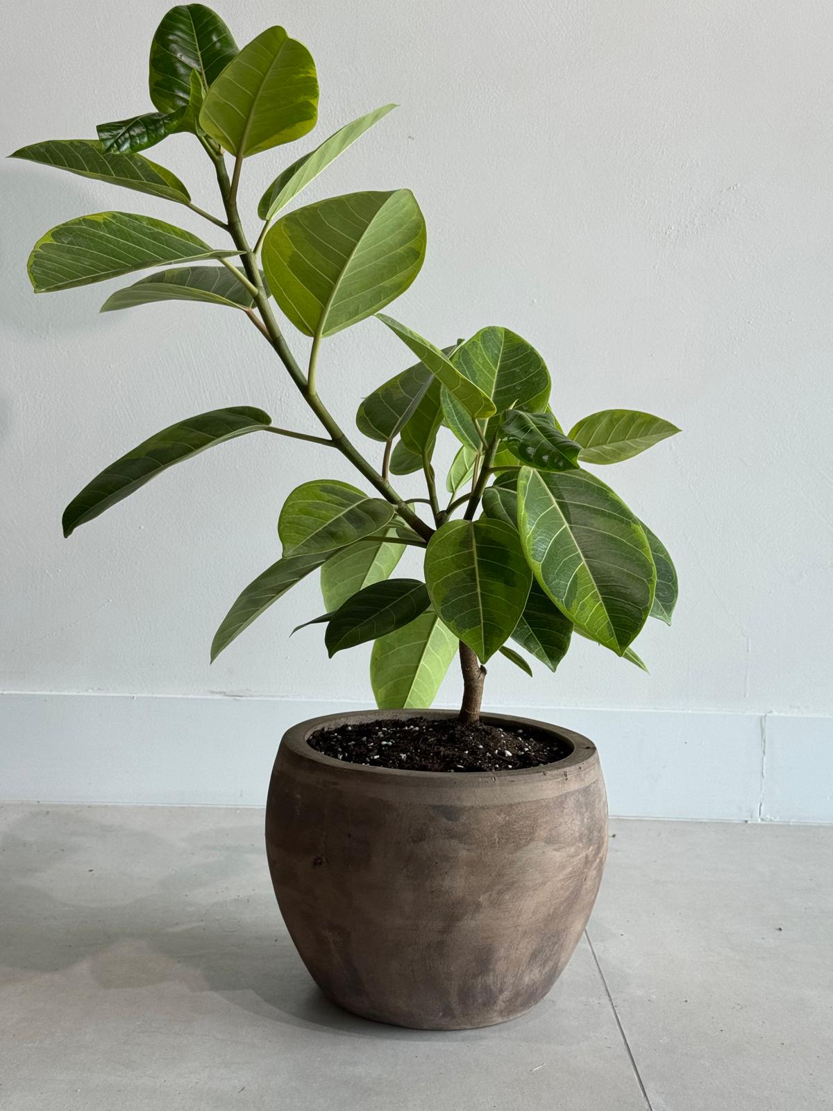 Ficus Altissima (yellow gem)