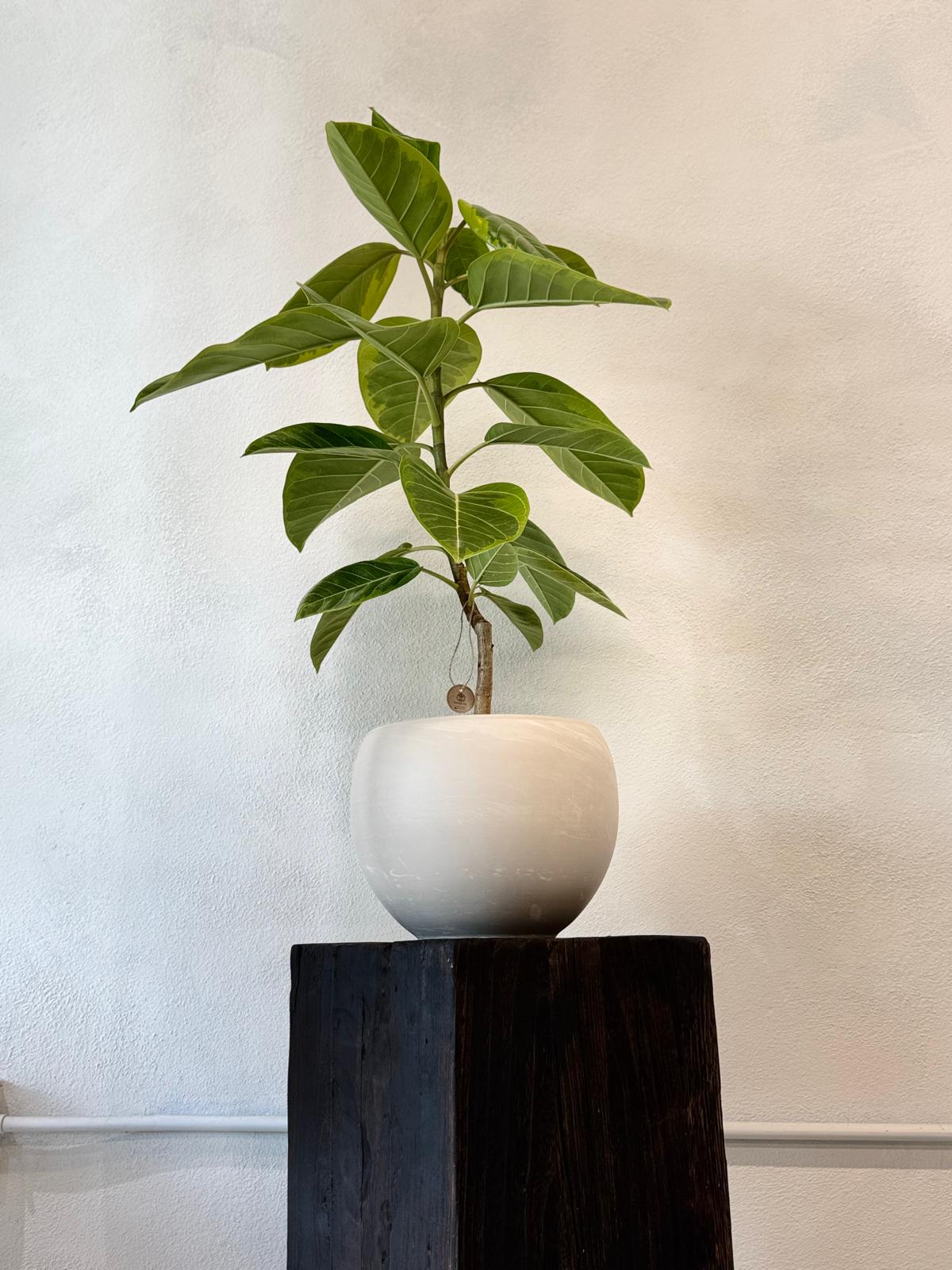 Ficus Altissima (yellow gem)