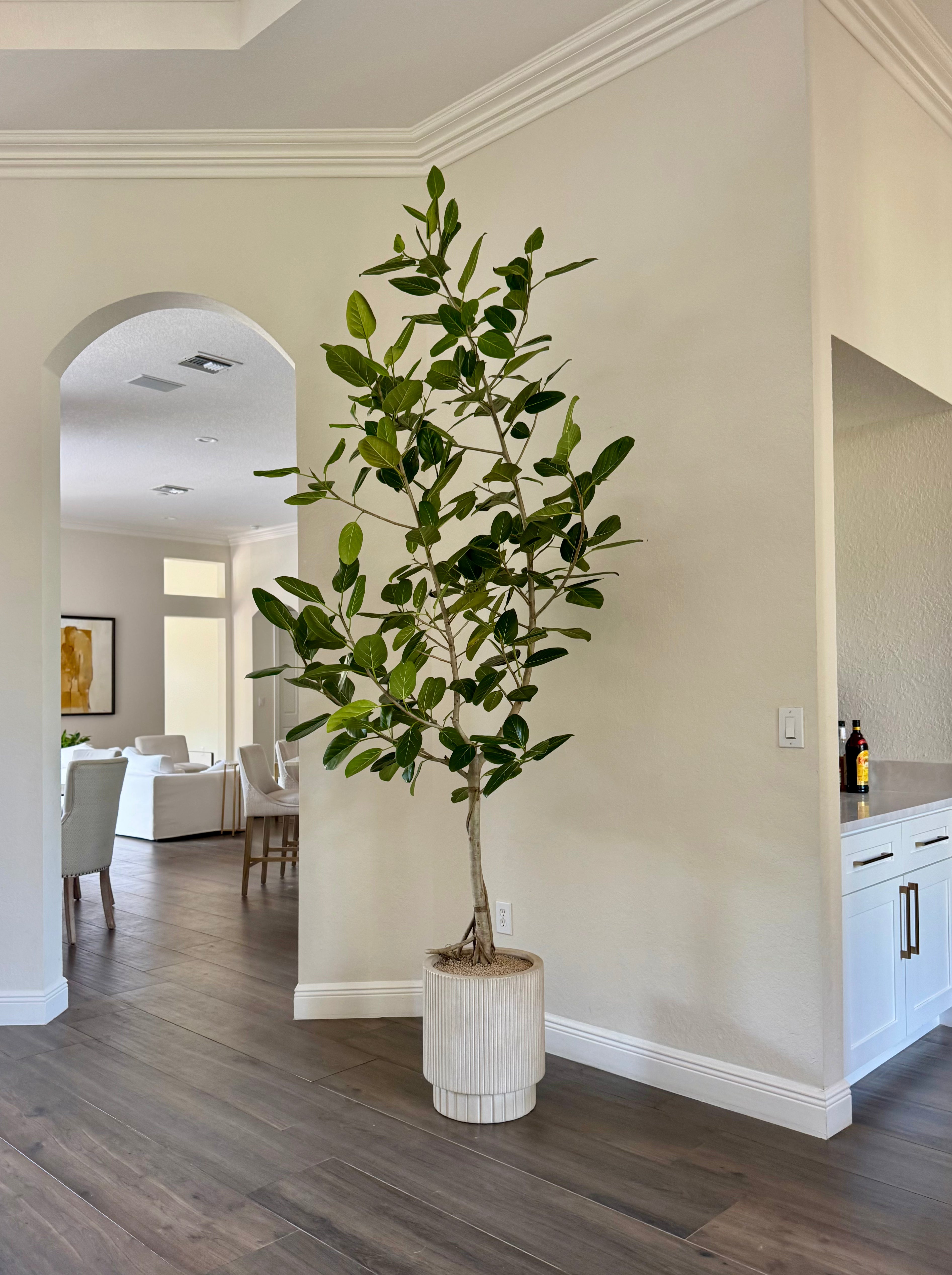 Ficus Audrey (Ficus benghalensis)