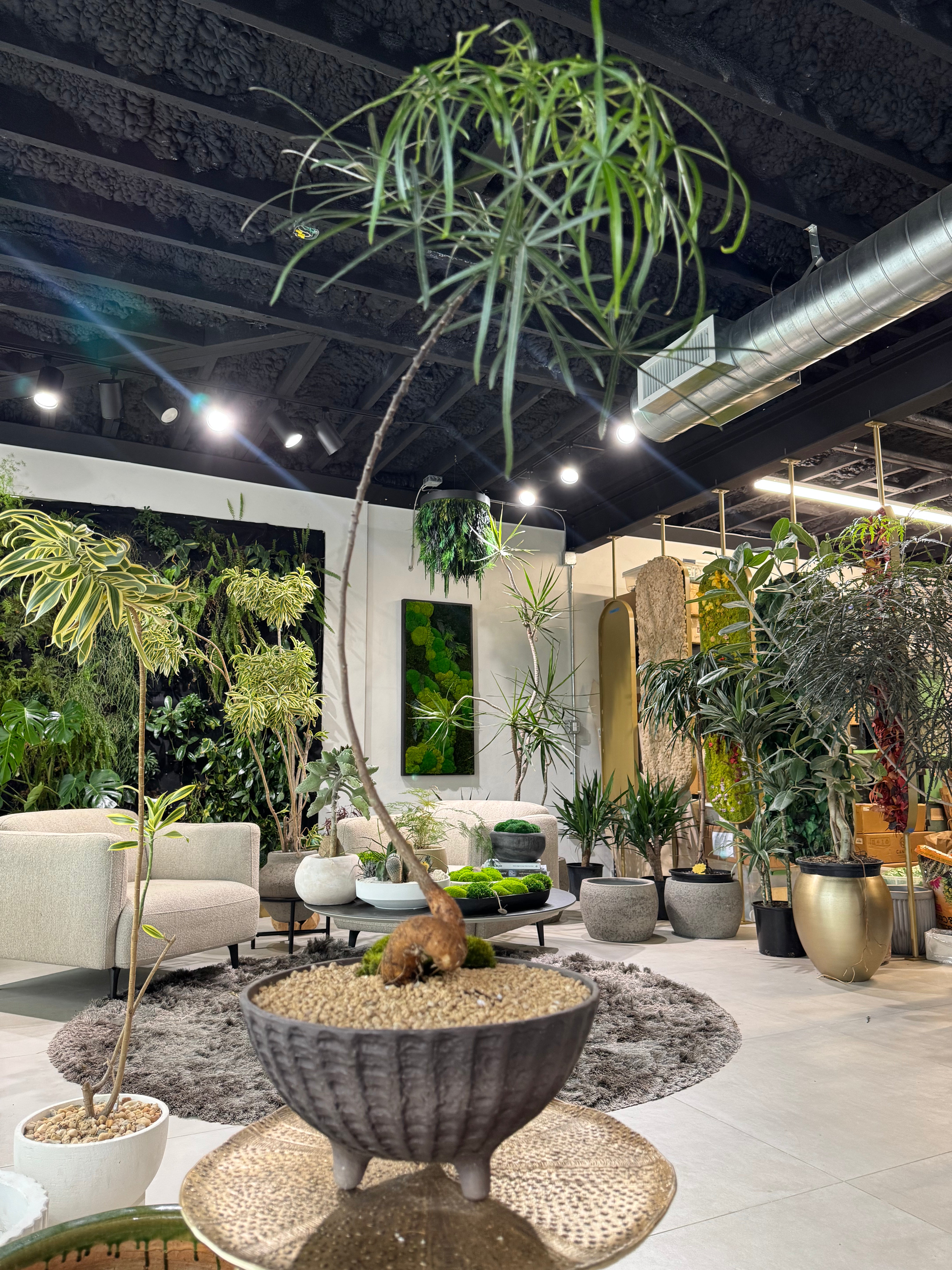 Queensland Bottle Tree (Brachychiton Rupestris)