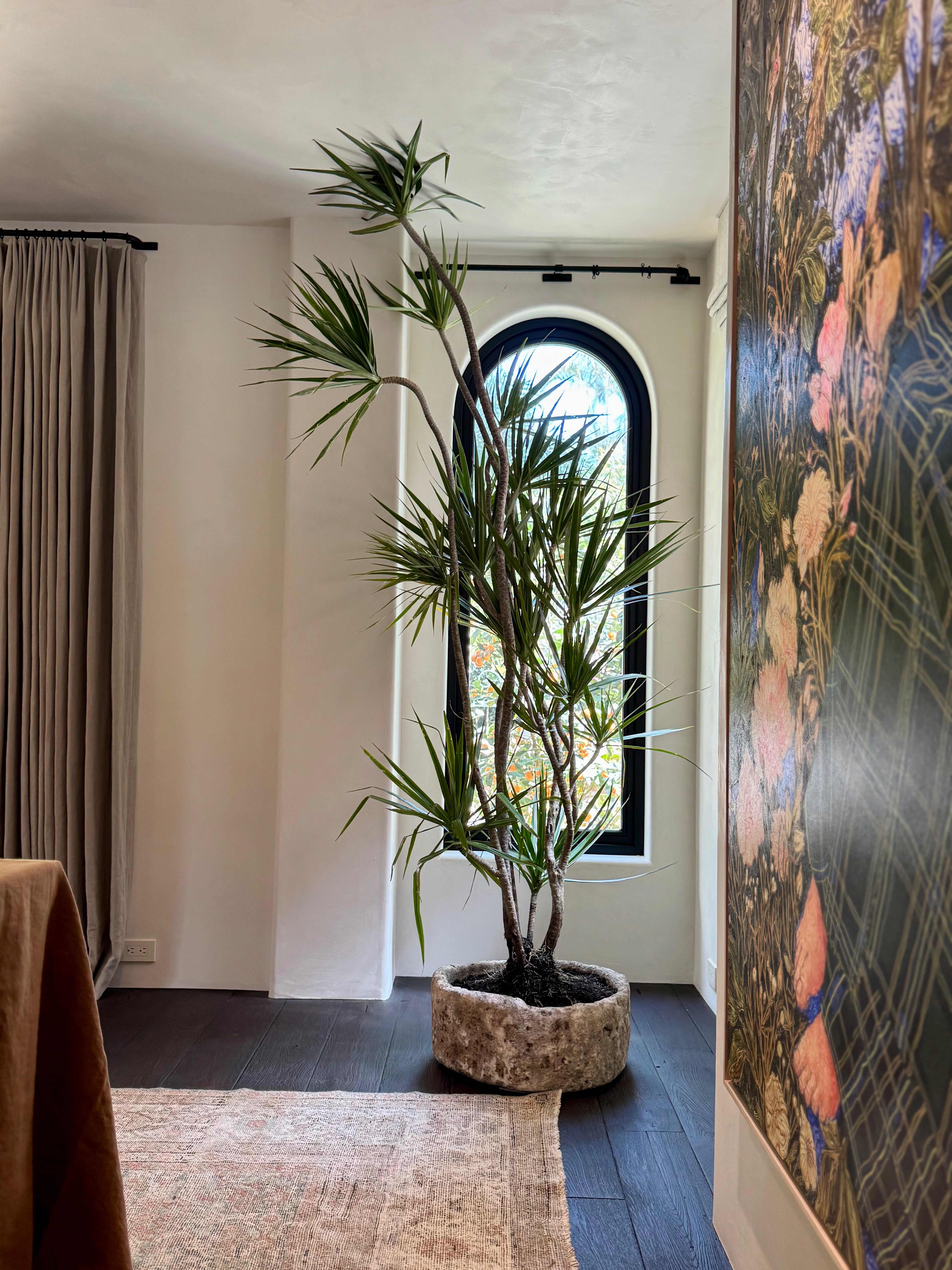 Dragon Tree (Dracaena Marginata)