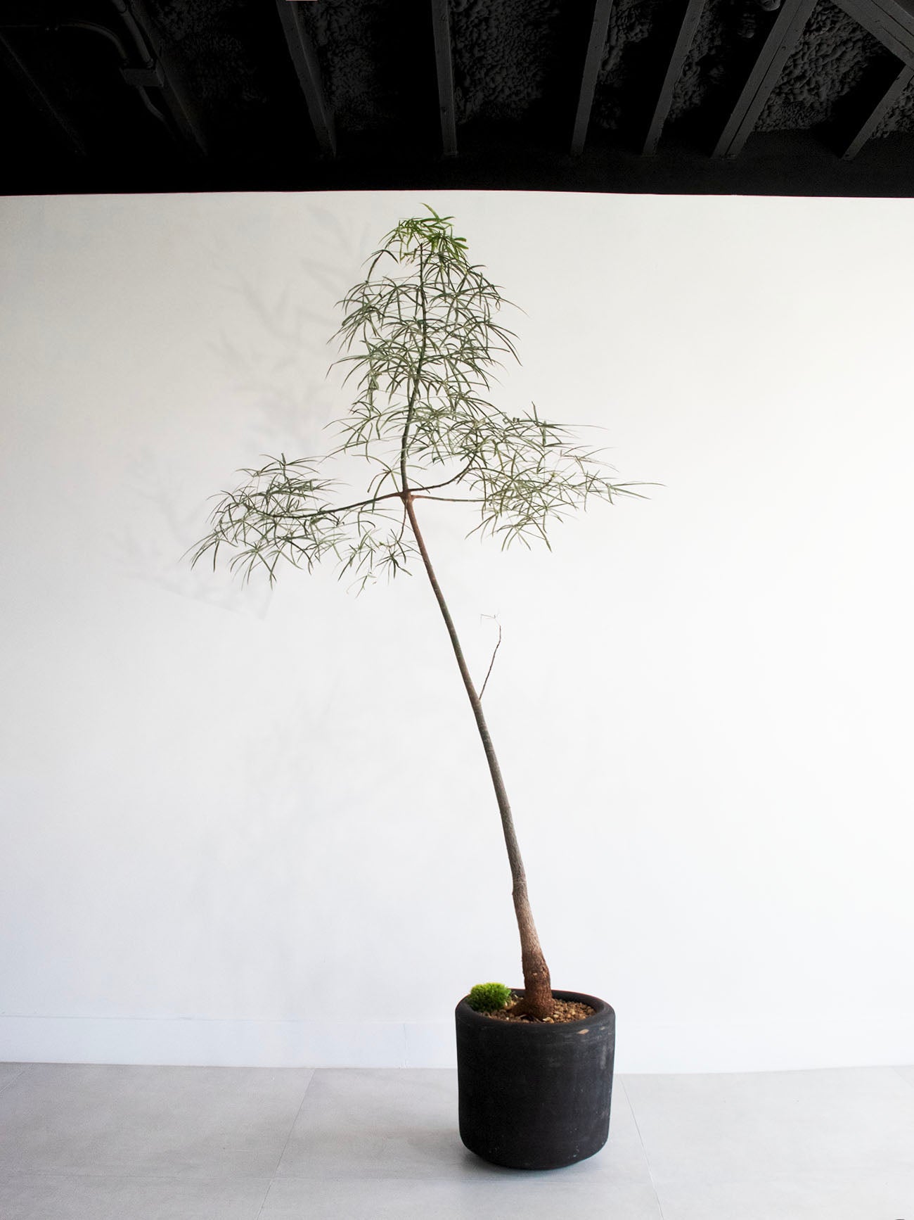 Queensland Bottle Tree (Brachychiton Rupestris)