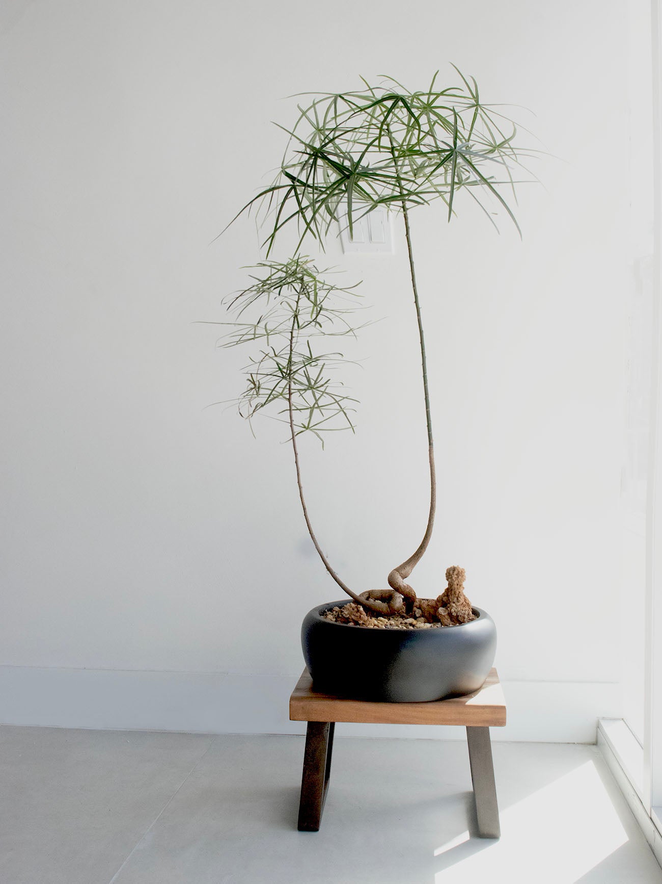 Queensland Bottle Tree (Brachychiton Rupestris)