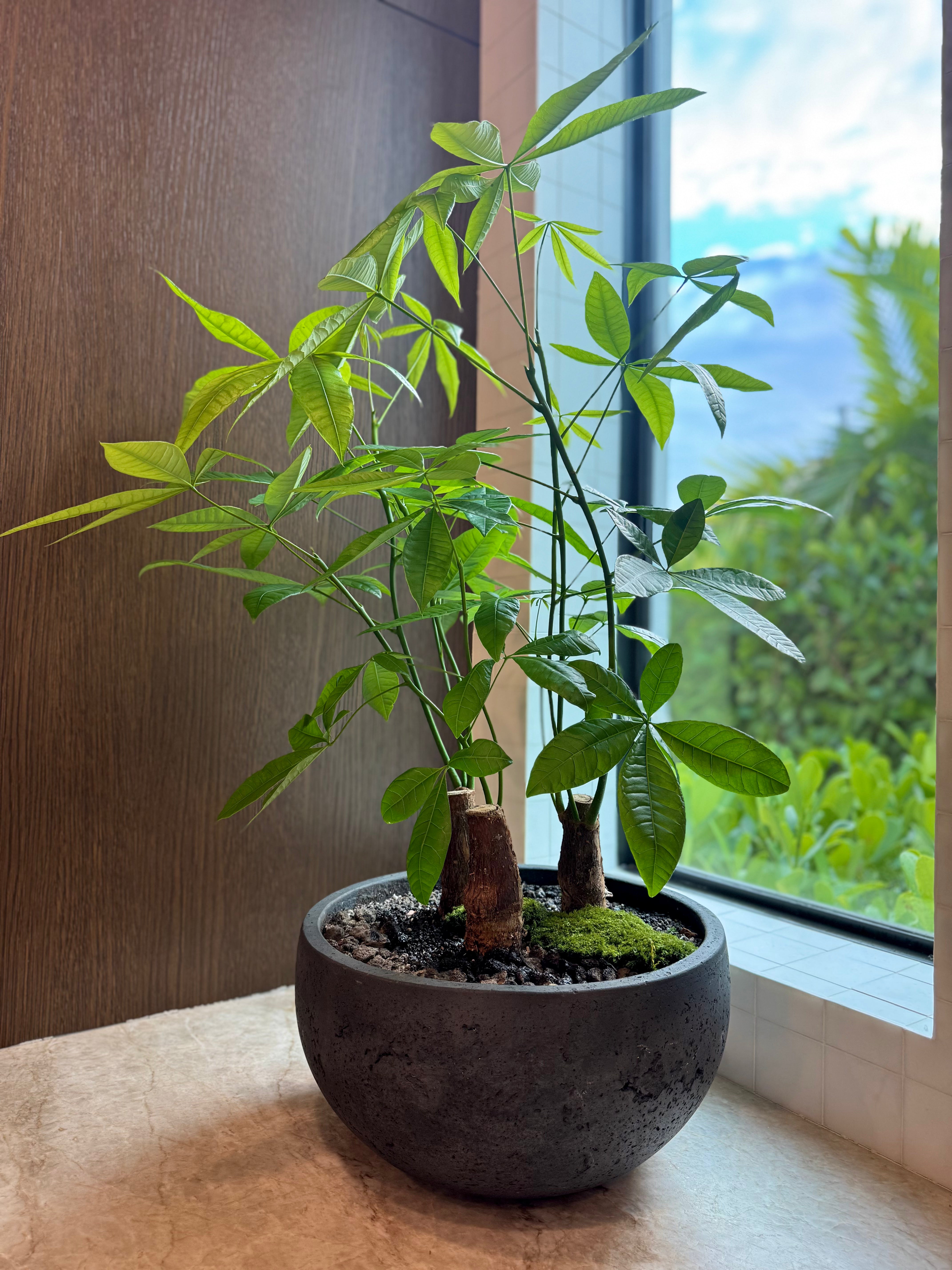 Money Tree (Pachira Aquatica)