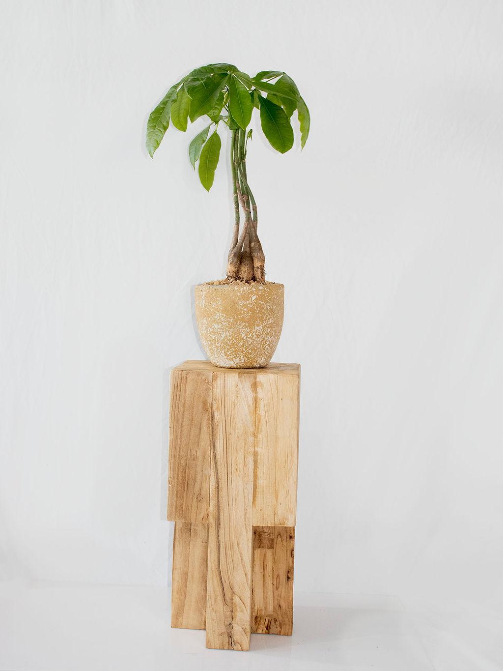 Money Tree (Pachira Aquatica)