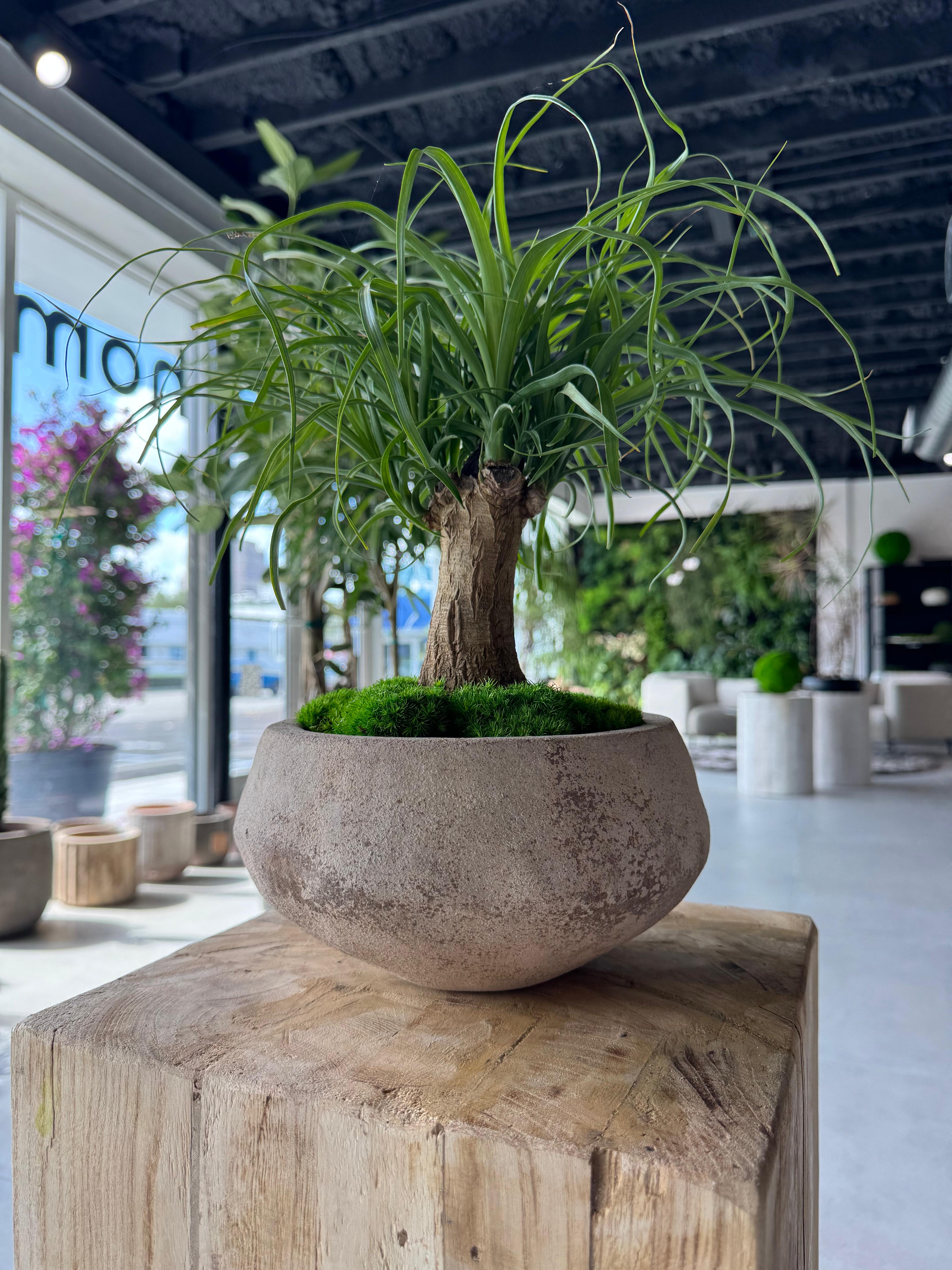 Ponytail palm (Beaucarnea recurvata)