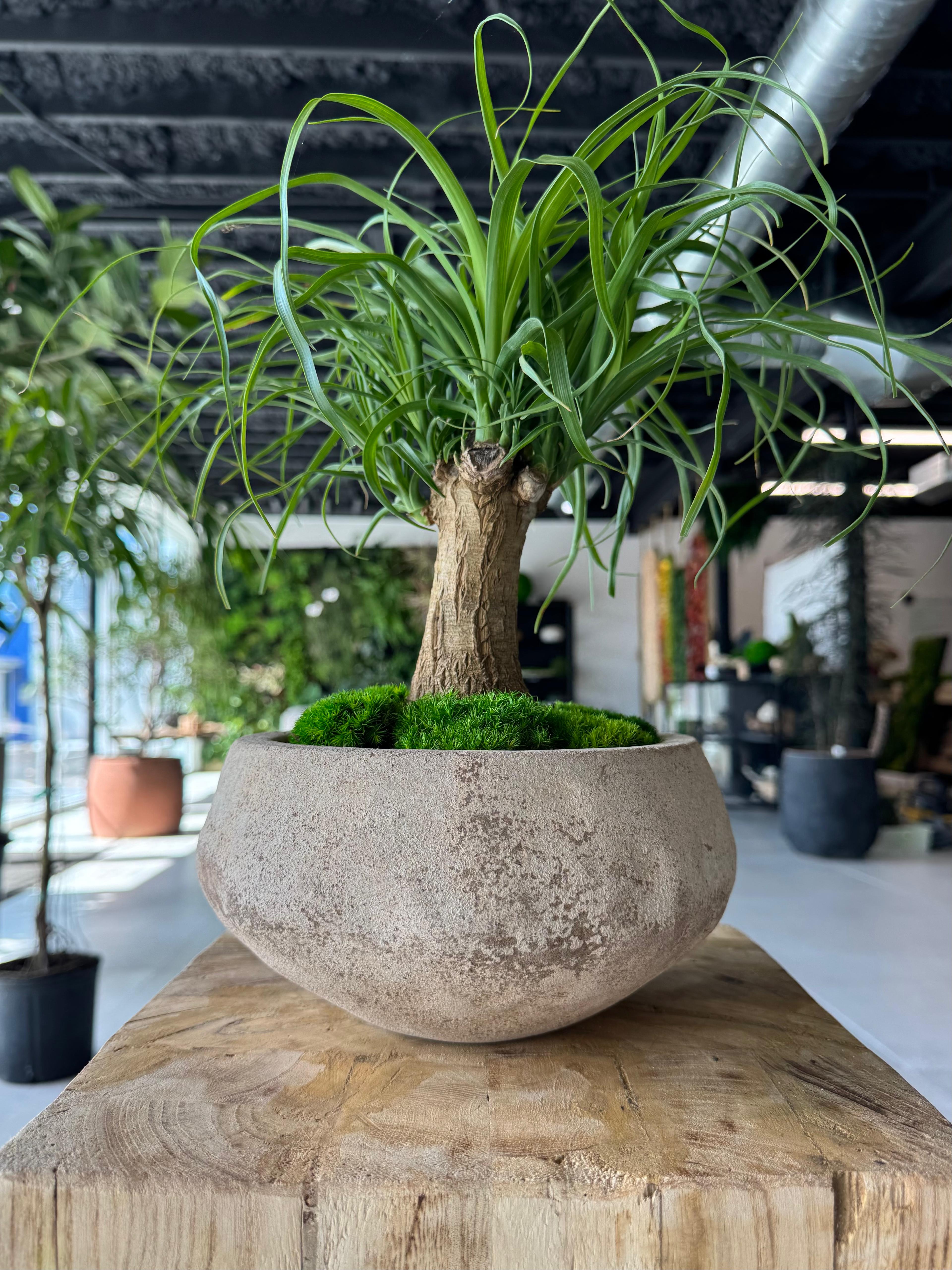 Ponytail palm (Beaucarnea recurvata)