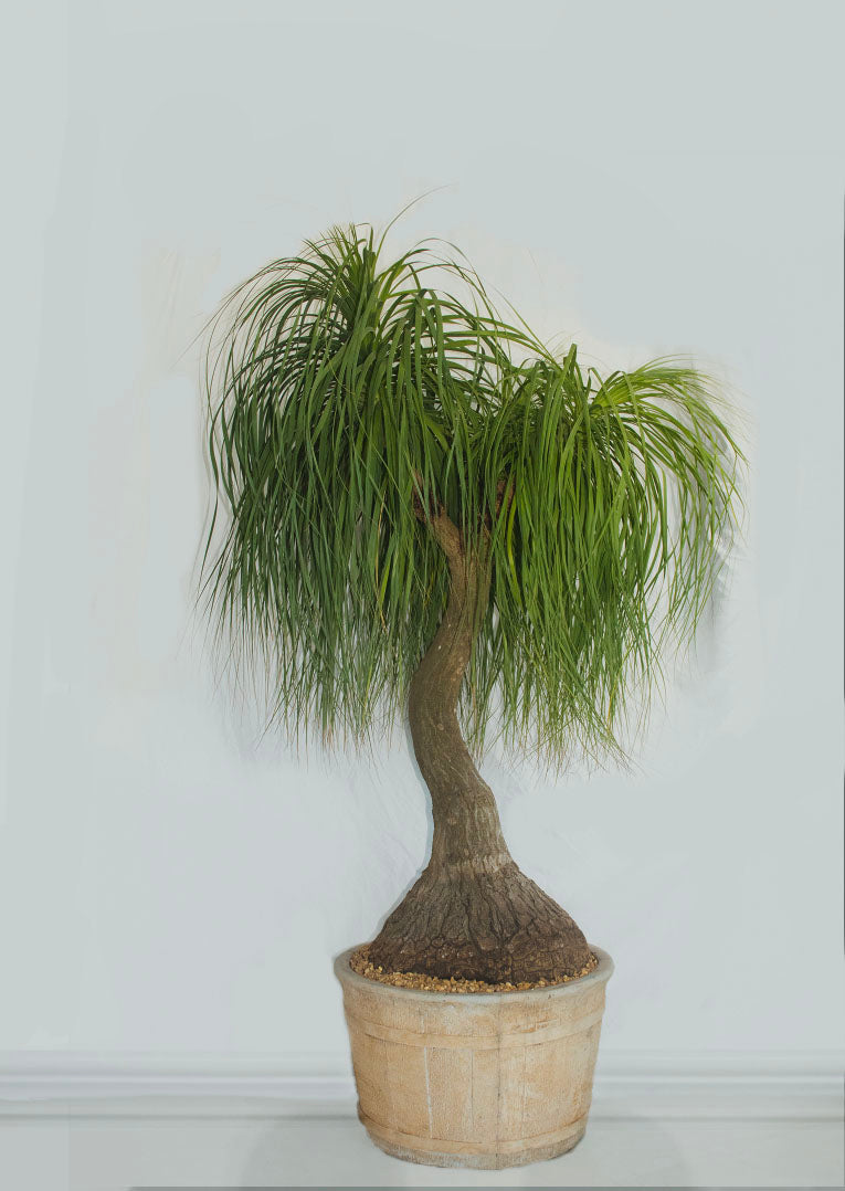 Ponytail palm (Beaucarnea recurvata)