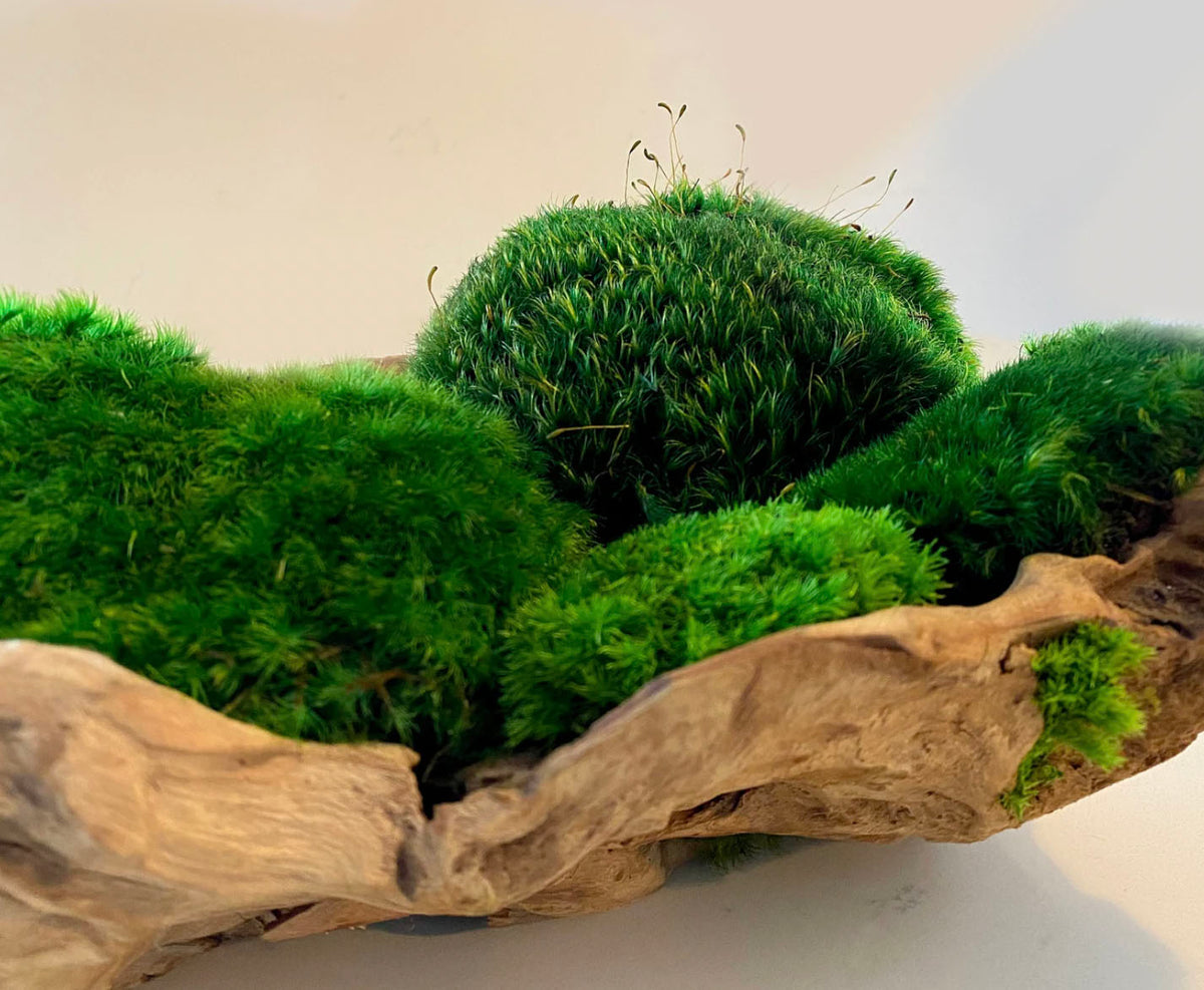 SYLVAN Drift Moss Centerpiece