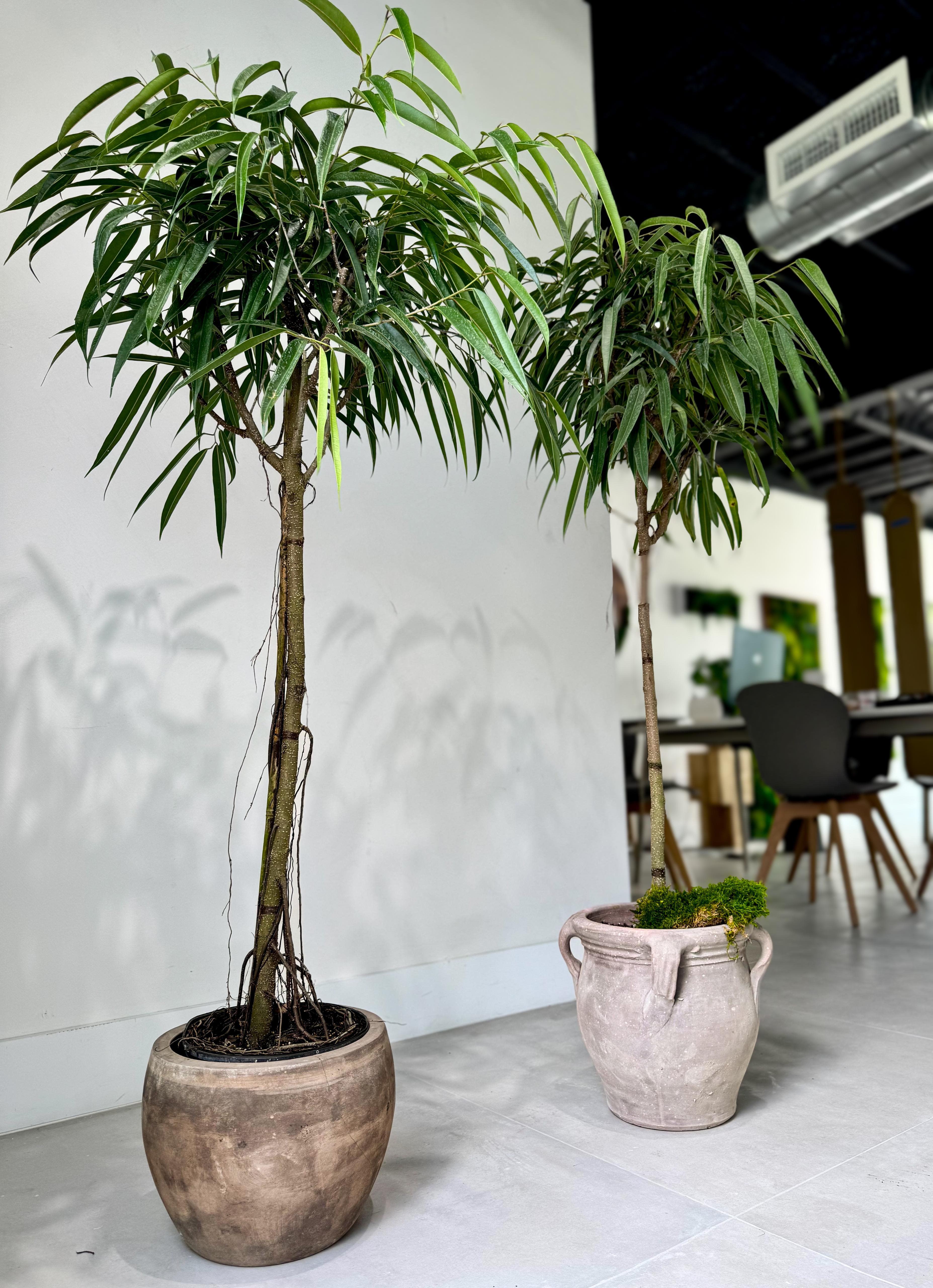 Ficus Alii (Ficus Maclellandii)