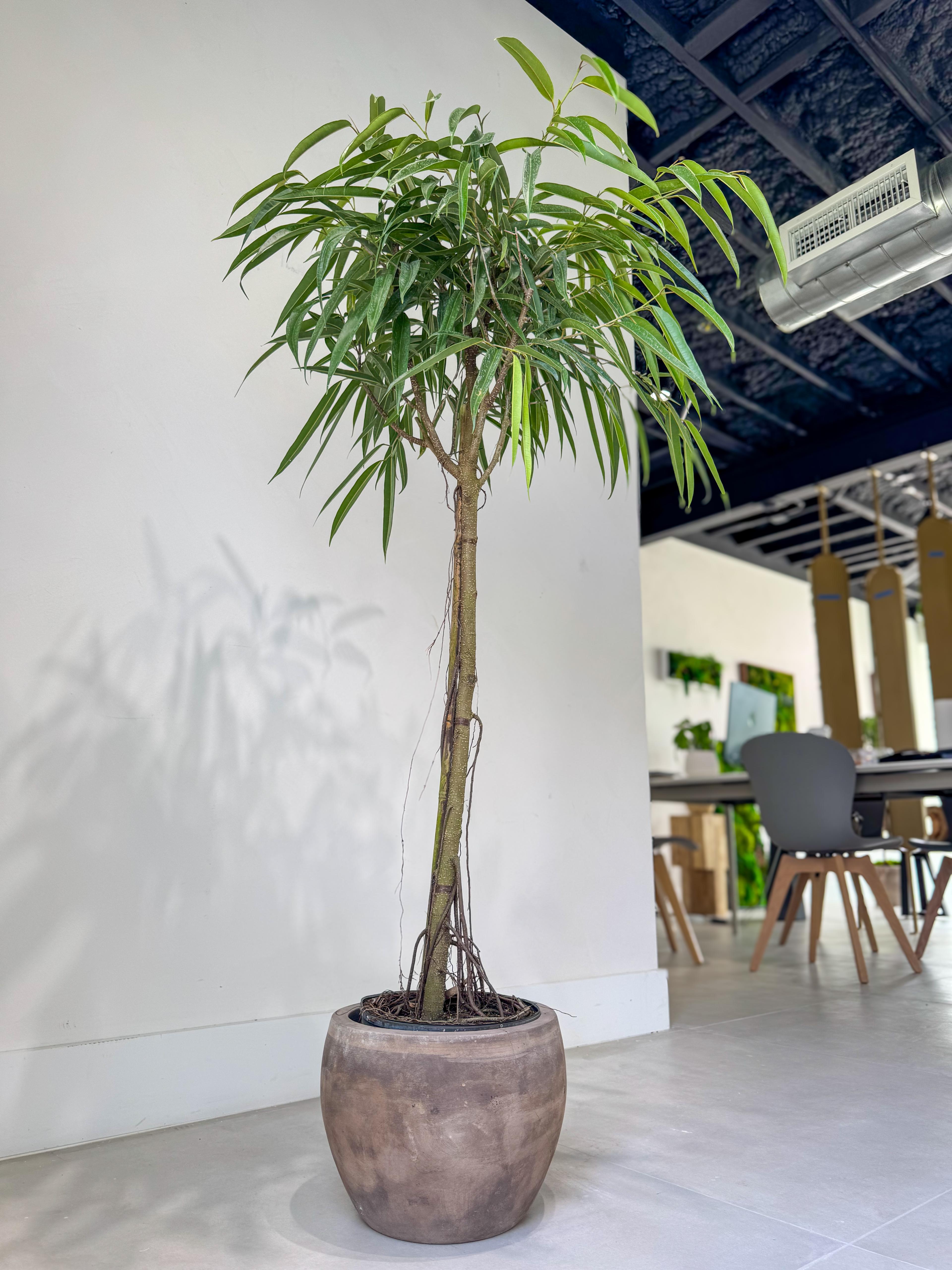 Ficus Alii (Ficus Maclellandii)