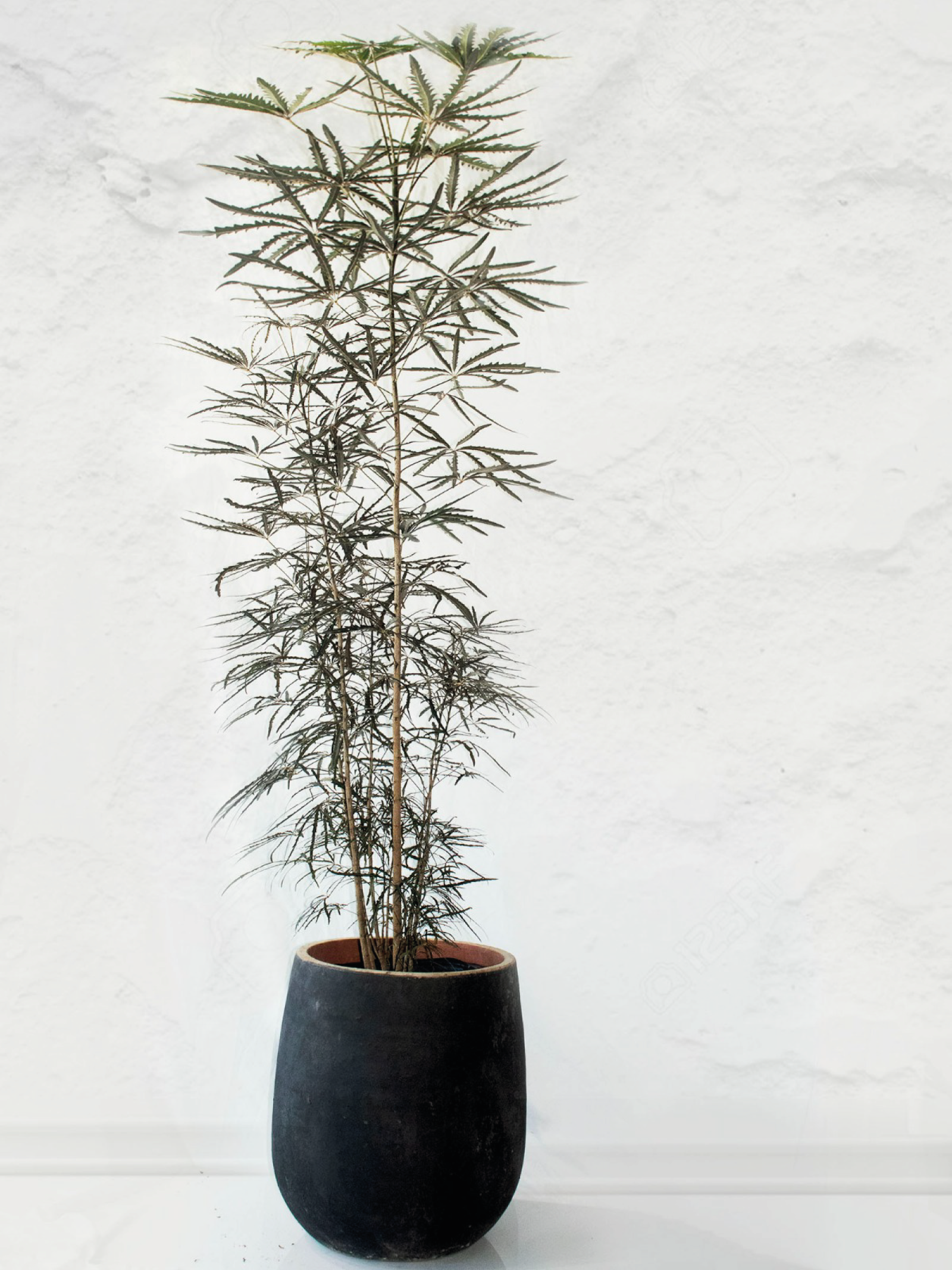 False Aralia (Plerandra elegantissima)