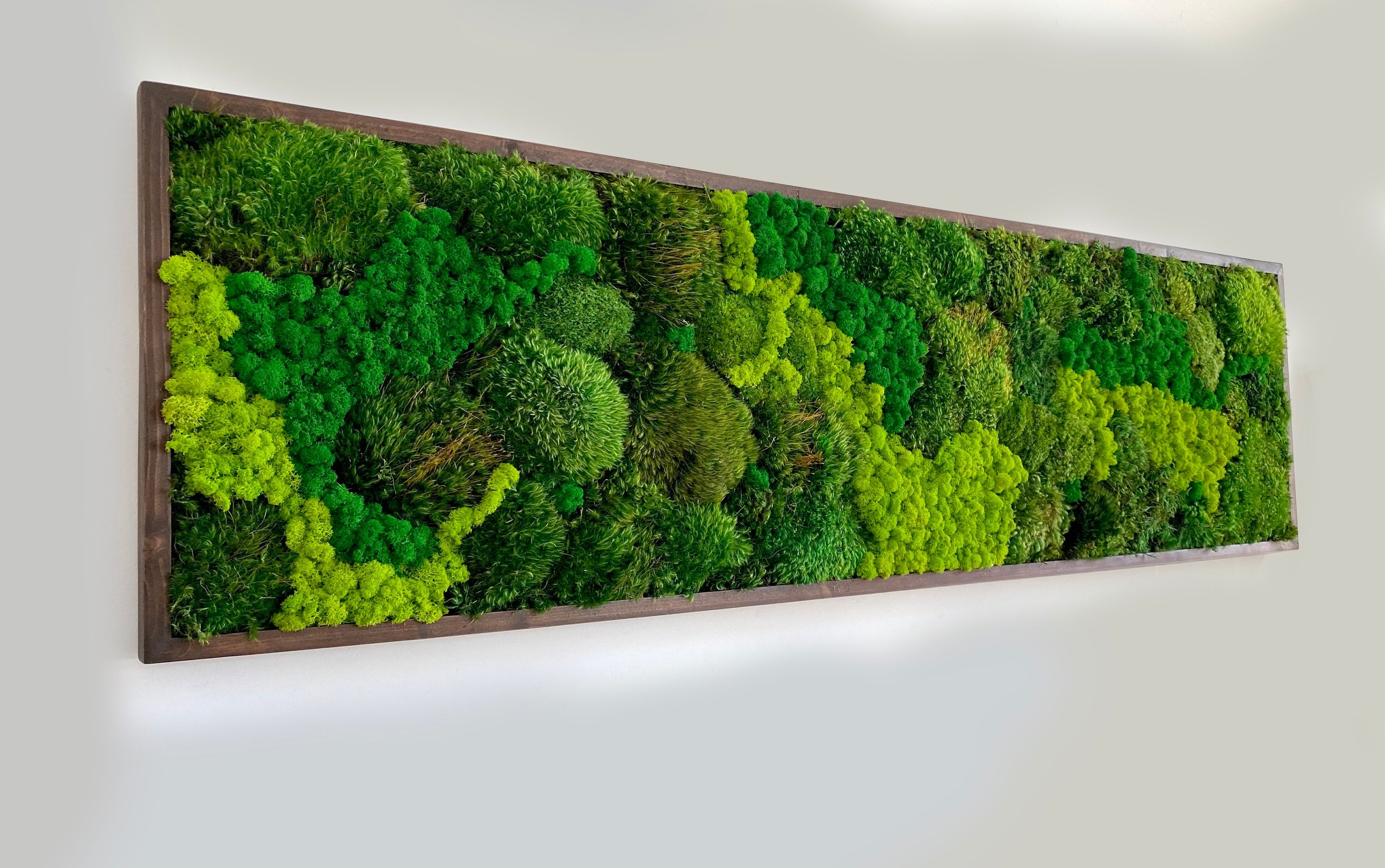 Moss art. Green wall. Preserved Moss. Plant wall