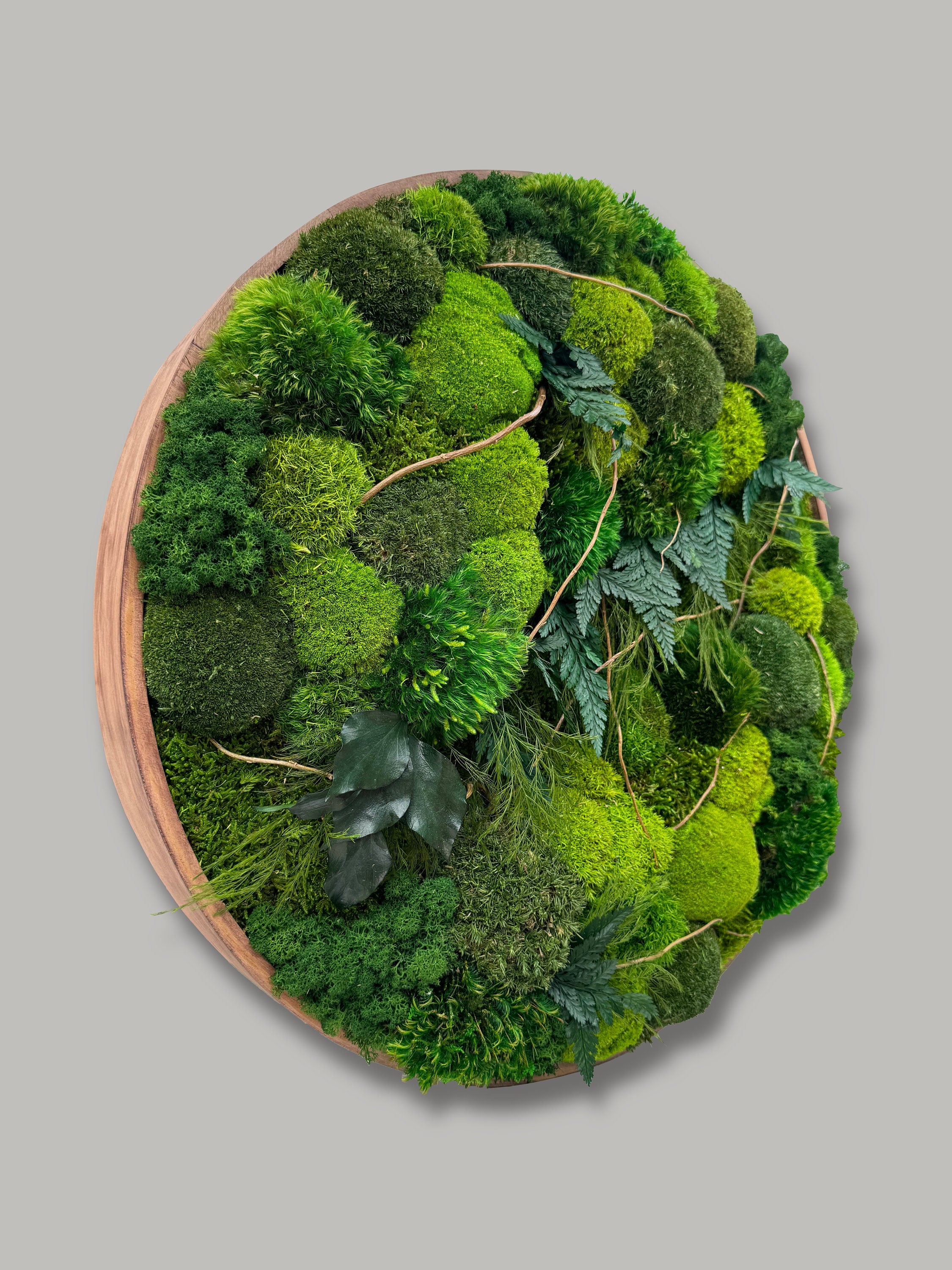 Moss Art. Moss Circle Frame. Planted Wall. Botanical living Art. Natural Home Decor. Planted Wall. Wall hanging with moss and plants