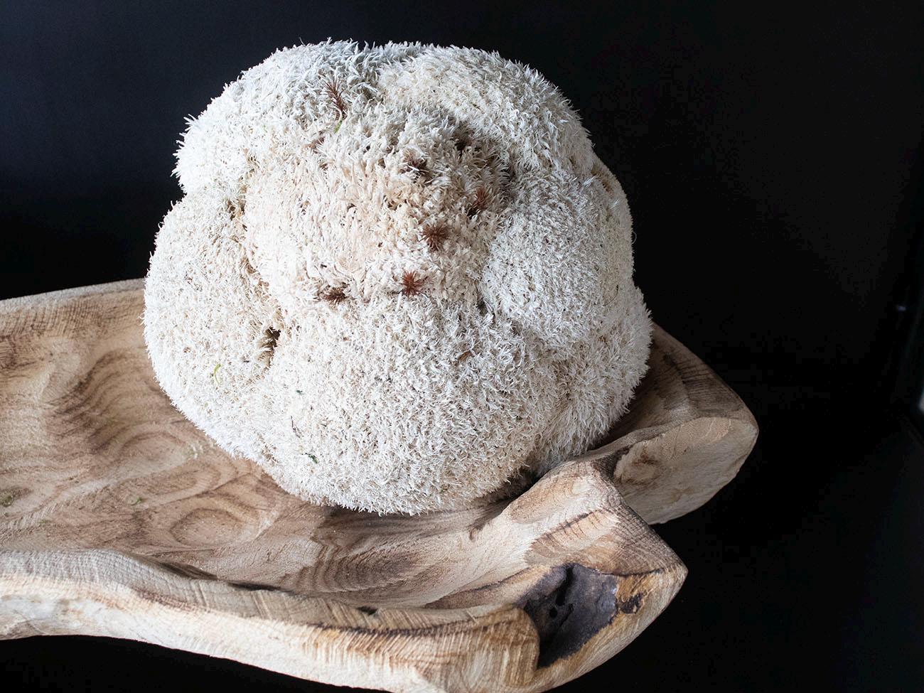 Moss Balls, Vase bowl fillers, Decorative Sphere, Preserved moss balls, Moss centerpiece, Decorative Orbs, IVORY