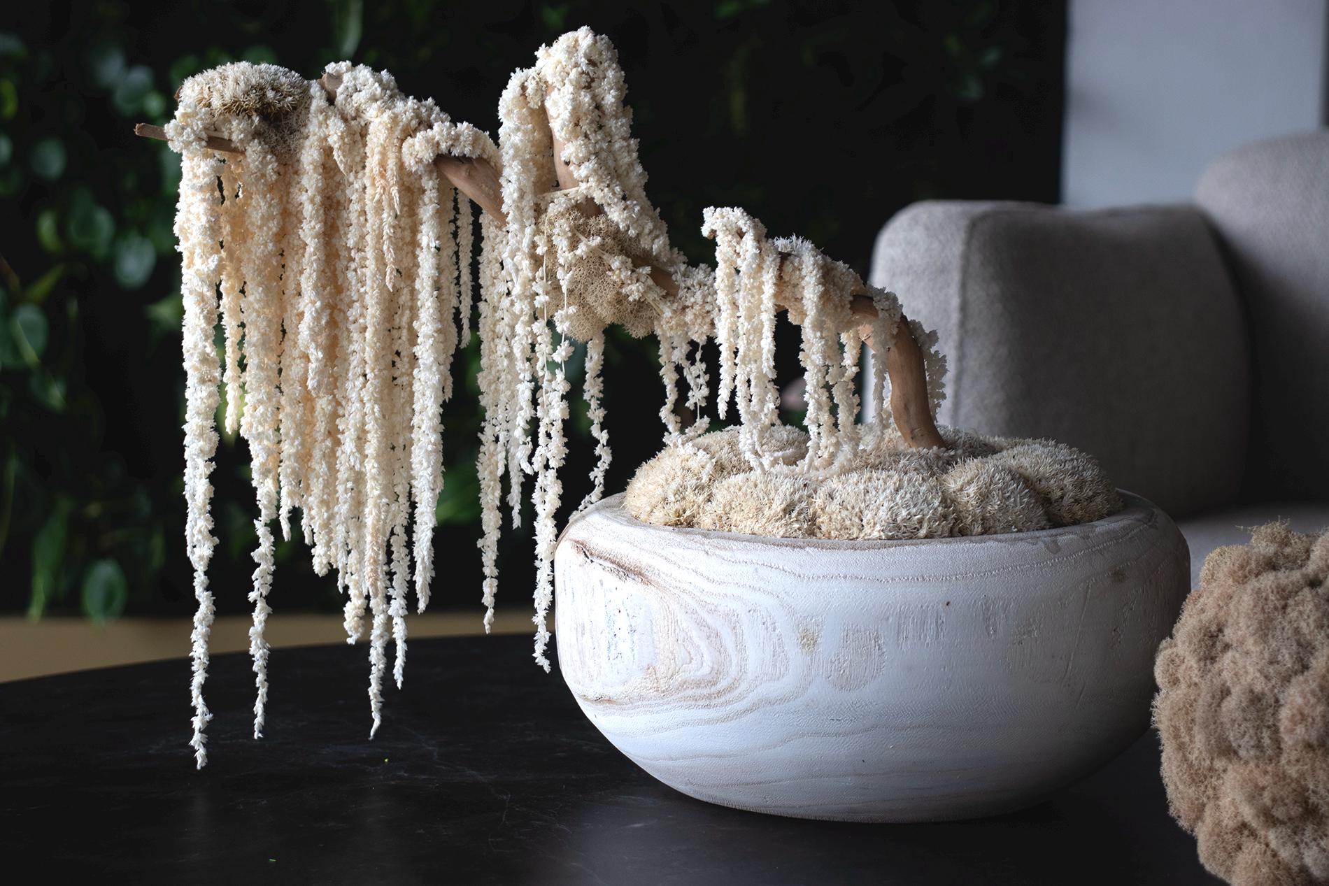 Bonsai tree, Decoration Bonsai white tree, Moss white tree, Moss Bonsai centerpiece, Bonsai wood white vase.