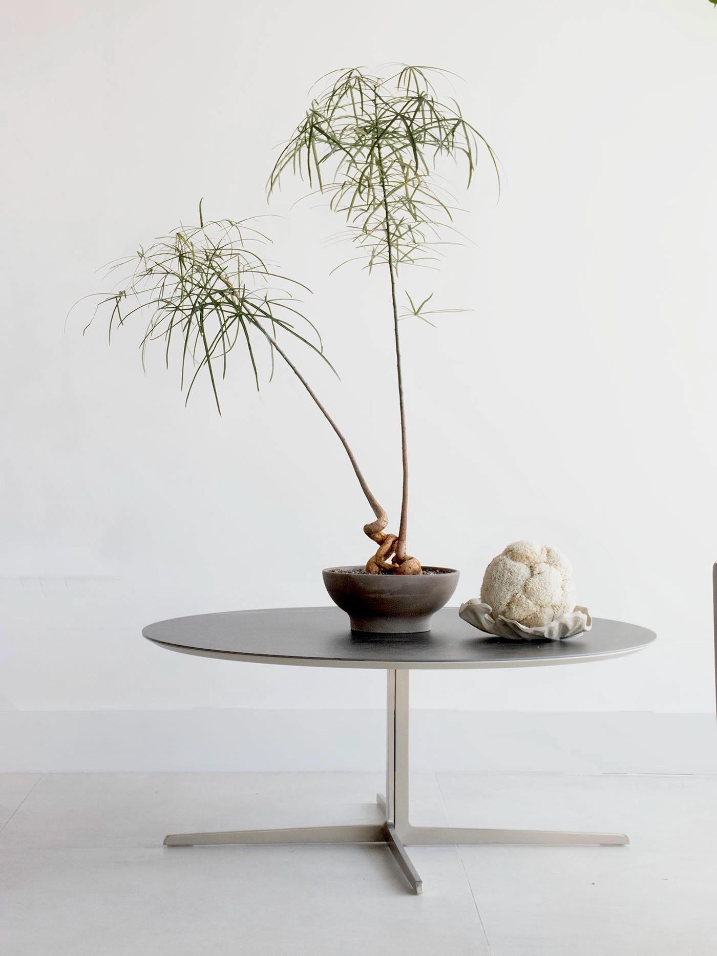 Moss Balls, Vase bowl fillers, Decorative Sphere, Preserved moss balls, Moss centerpiece, Decorative Orbs, IVORY