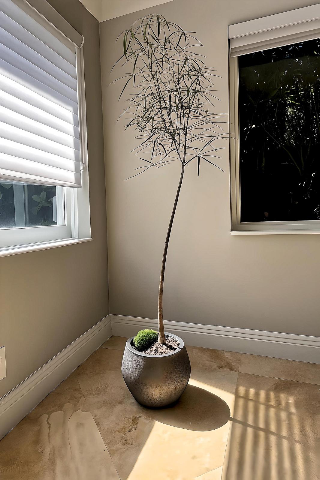 Queensland Bottle Tree (Brachychiton Rupestris)