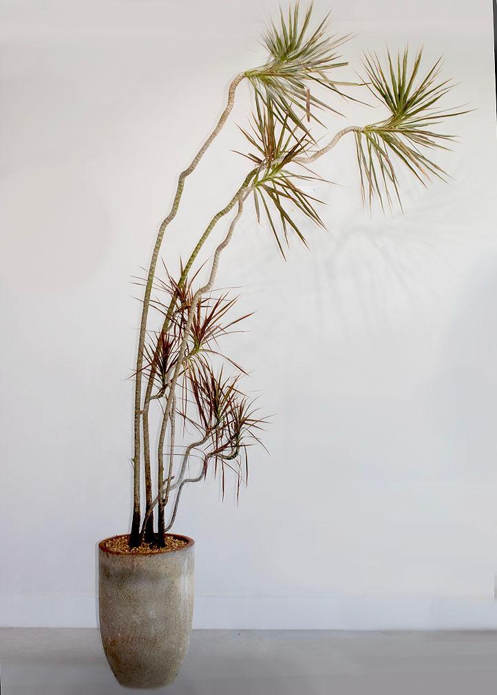 Dragon Tree (Dracaena Marginata)