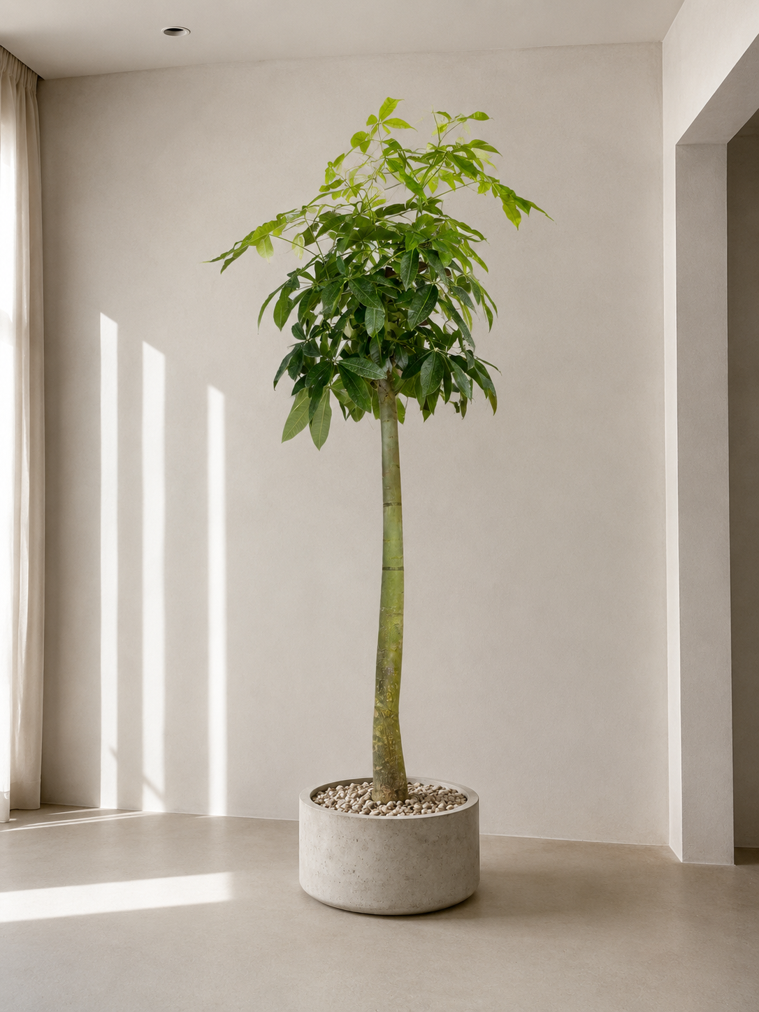Money Tree Specimens (Pachira Aquatica)