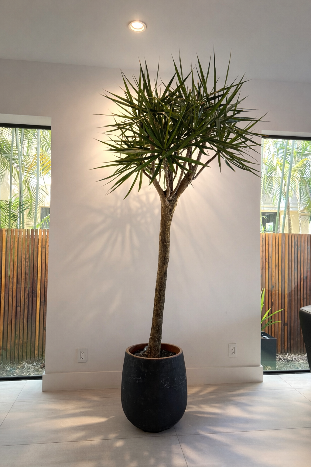 Dragon Tree (Dracaena Marginata)