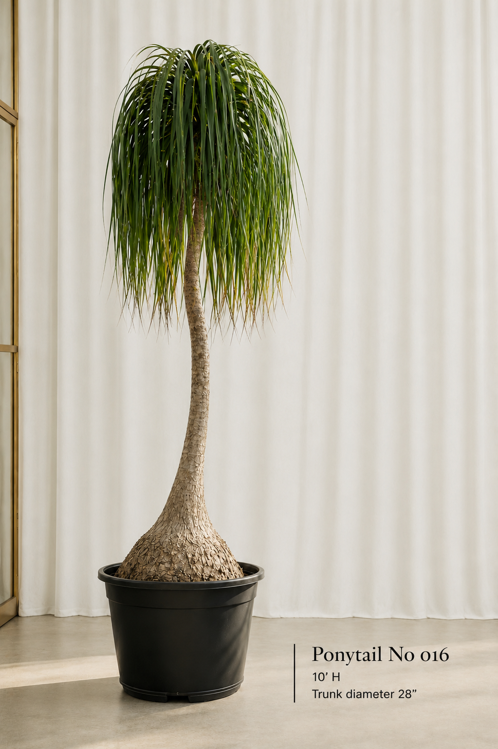 PONYTAIL PALM (BEAUCARNEA RECURVATA)