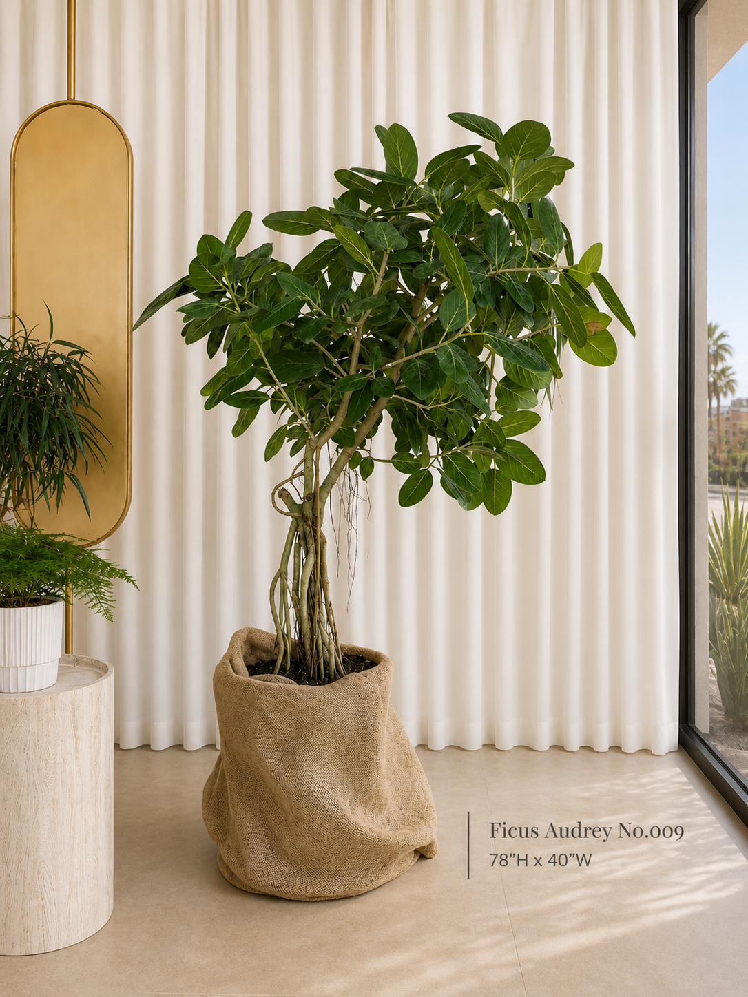Ficus Audrey (Ficus benghalensis)